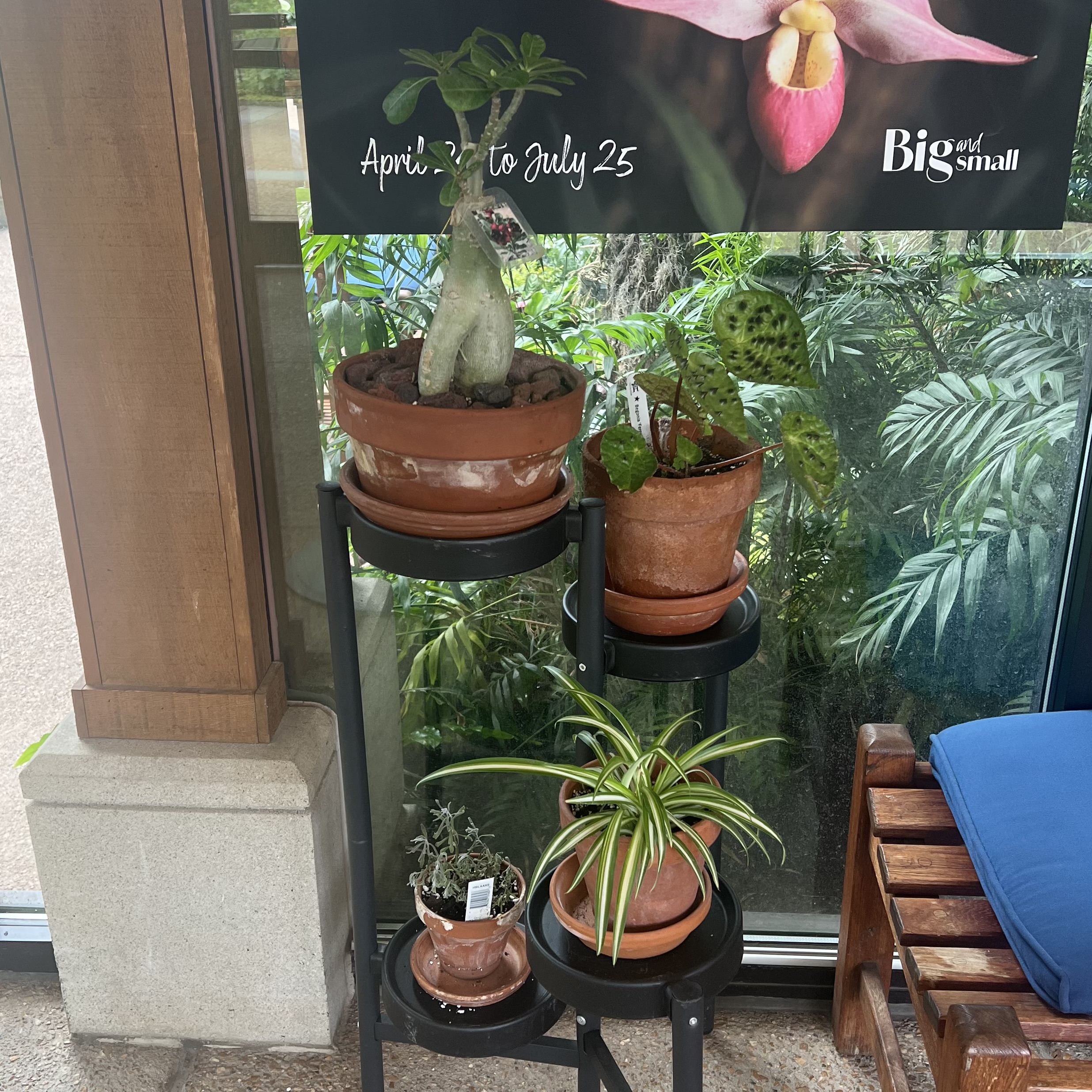 four small potted plants on a black plant stand