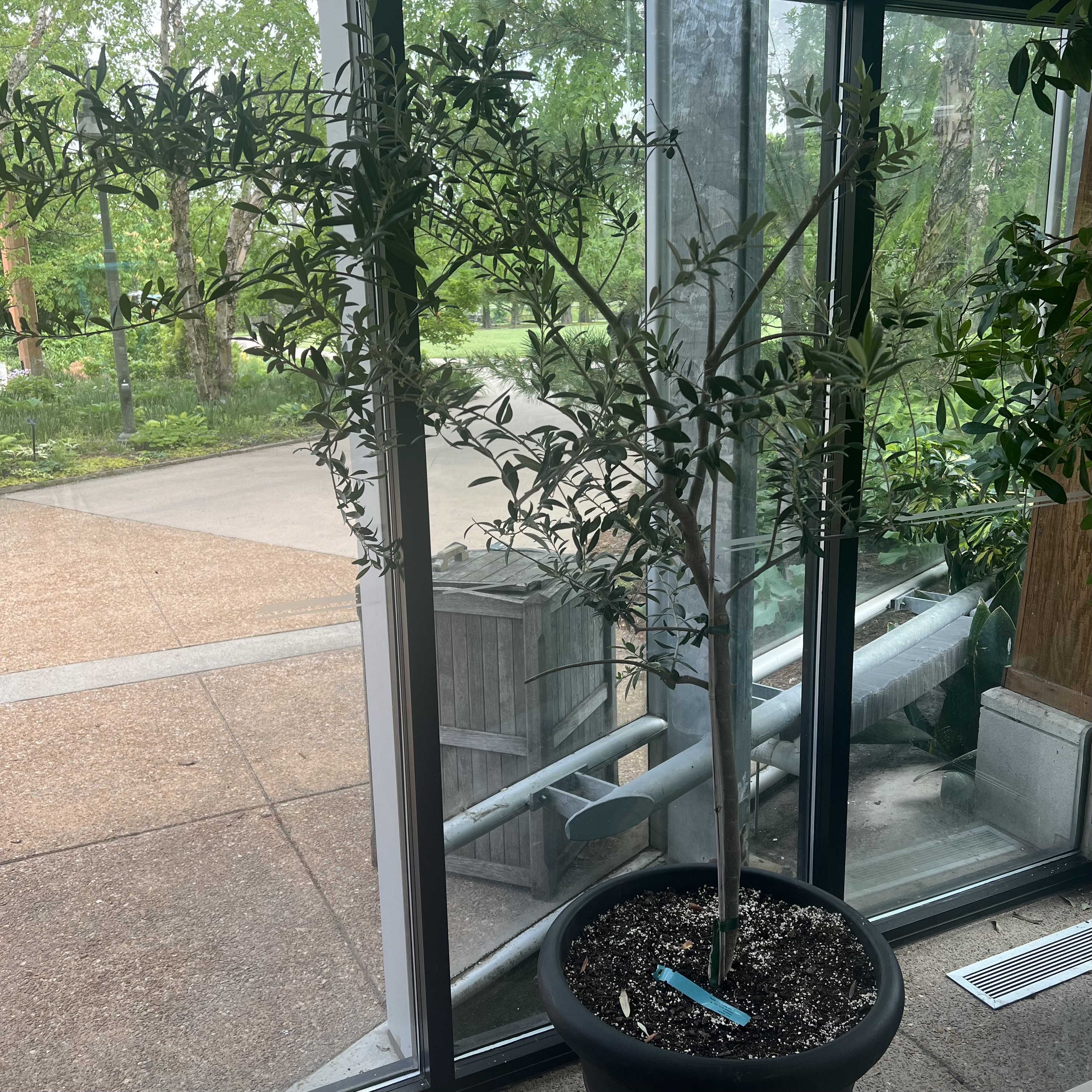 a small tree with tiny leaves