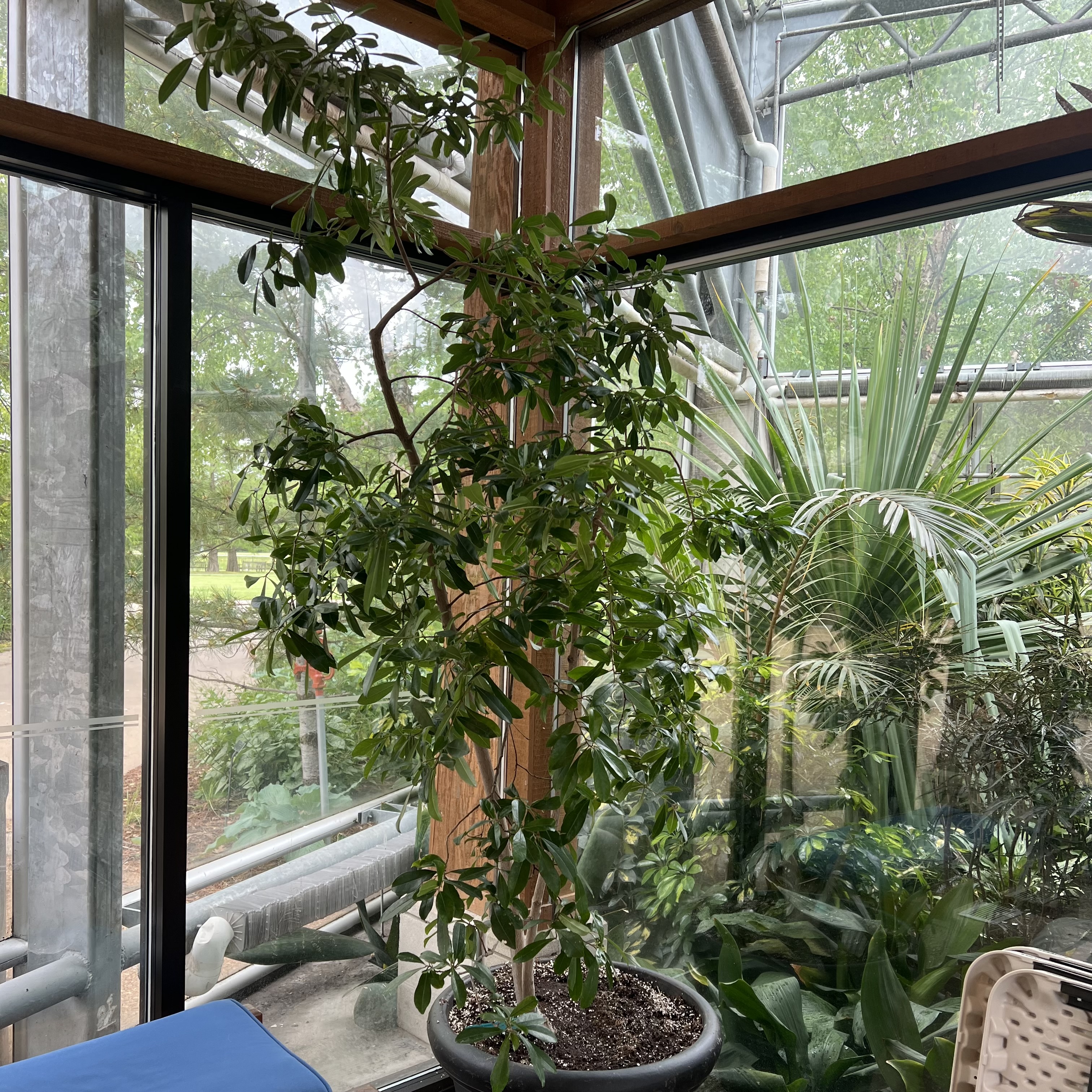 a small tree with palmate leaves and thin trunk