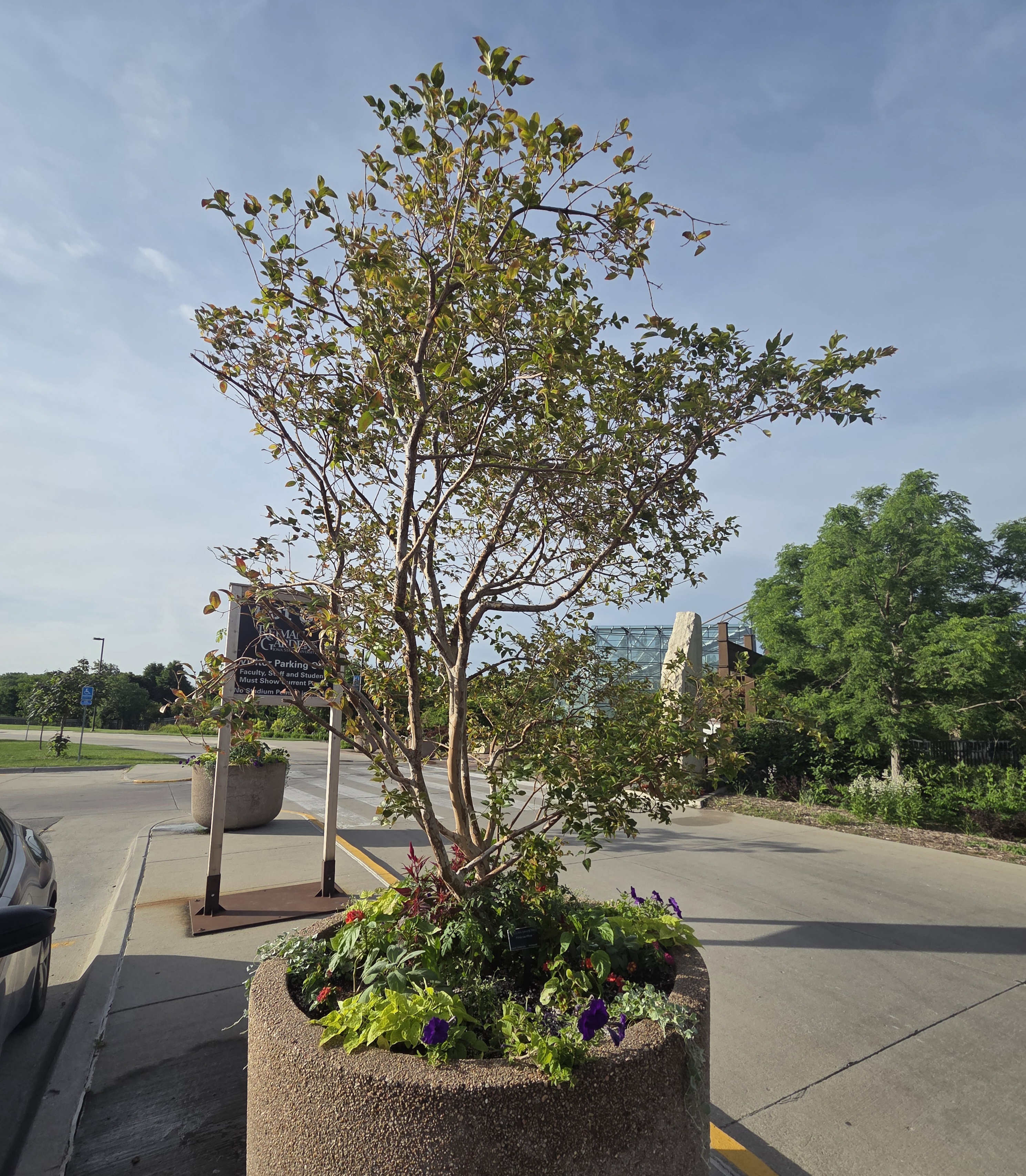 A medium sized container with a tree and multiple small plants