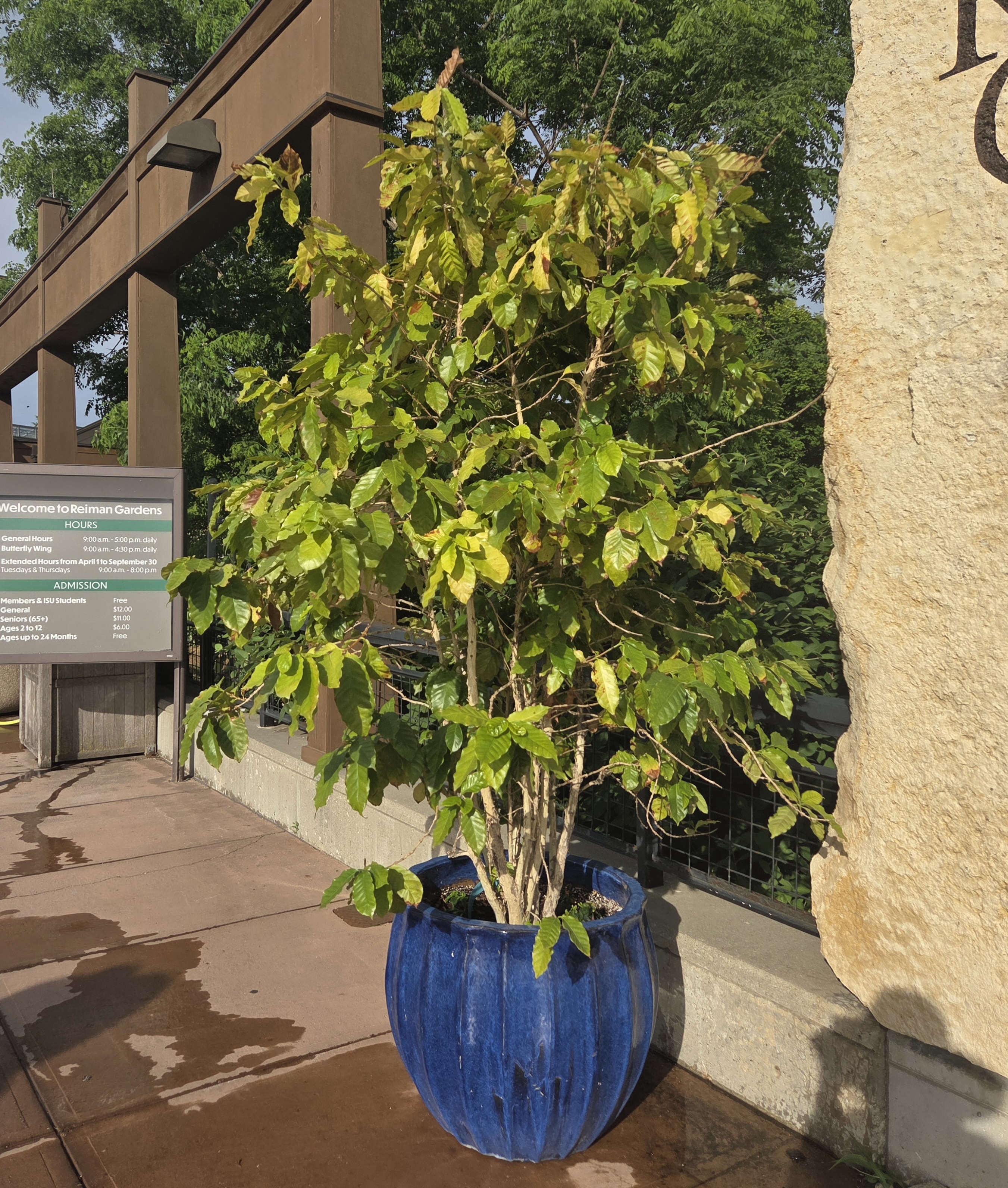 A blue container with a Coffee tree and Lantana 