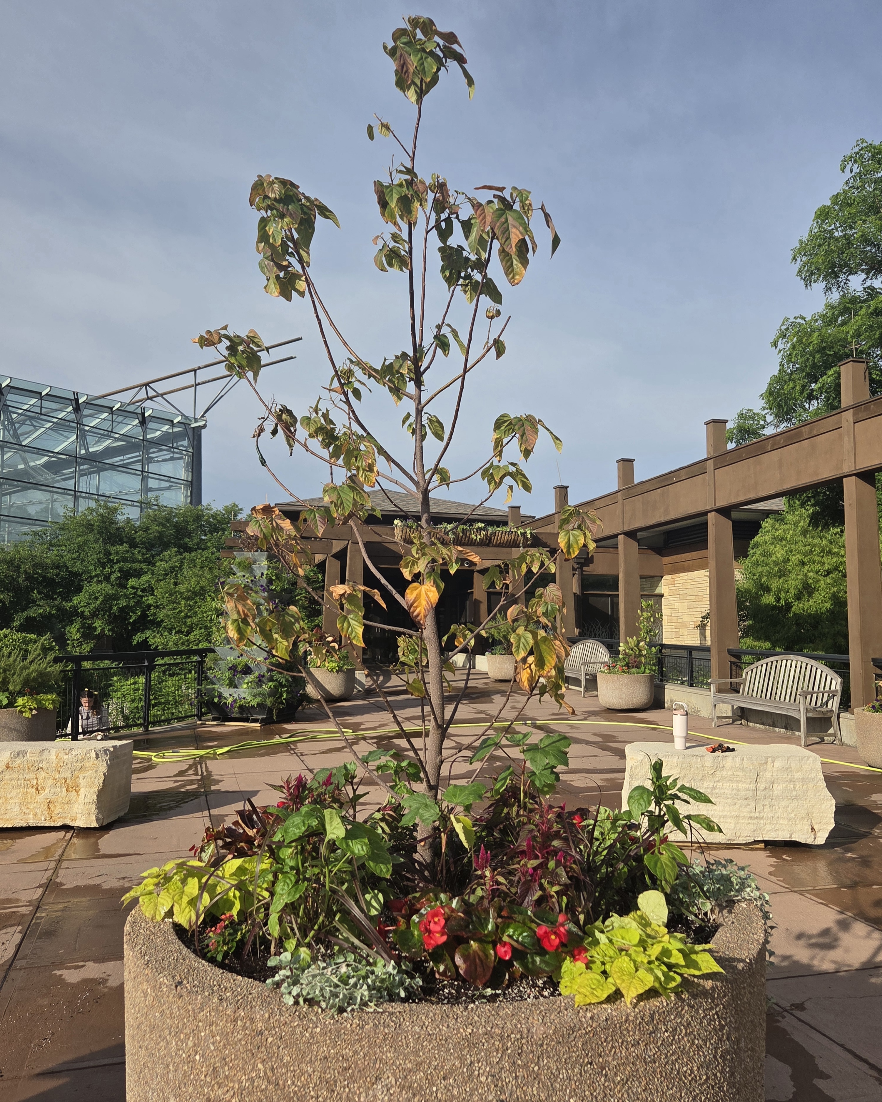 A concrete container with a Lipsticktree and multiple smaller plants 