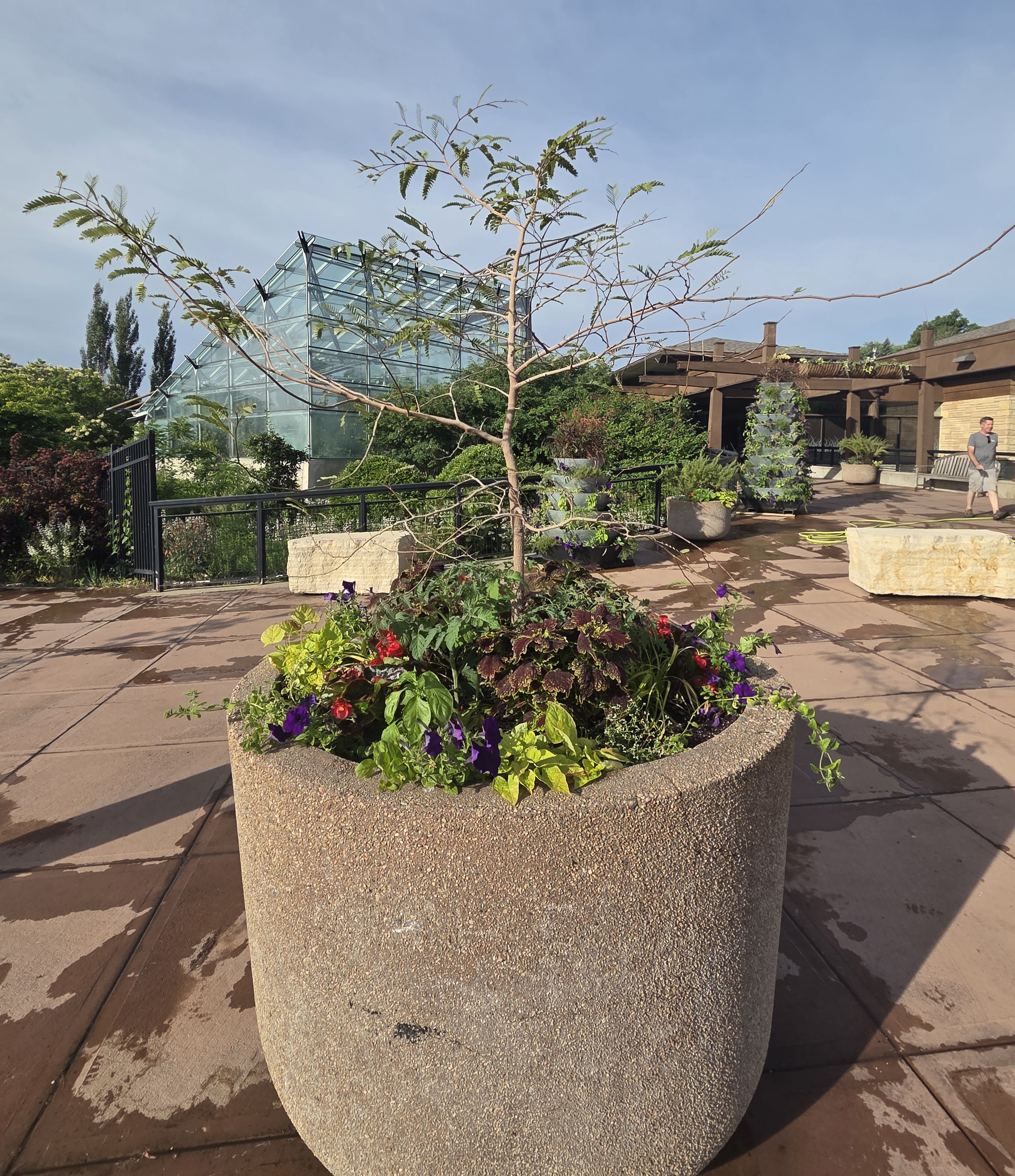 A concrete container with a Tamarind tree and multiple small plants