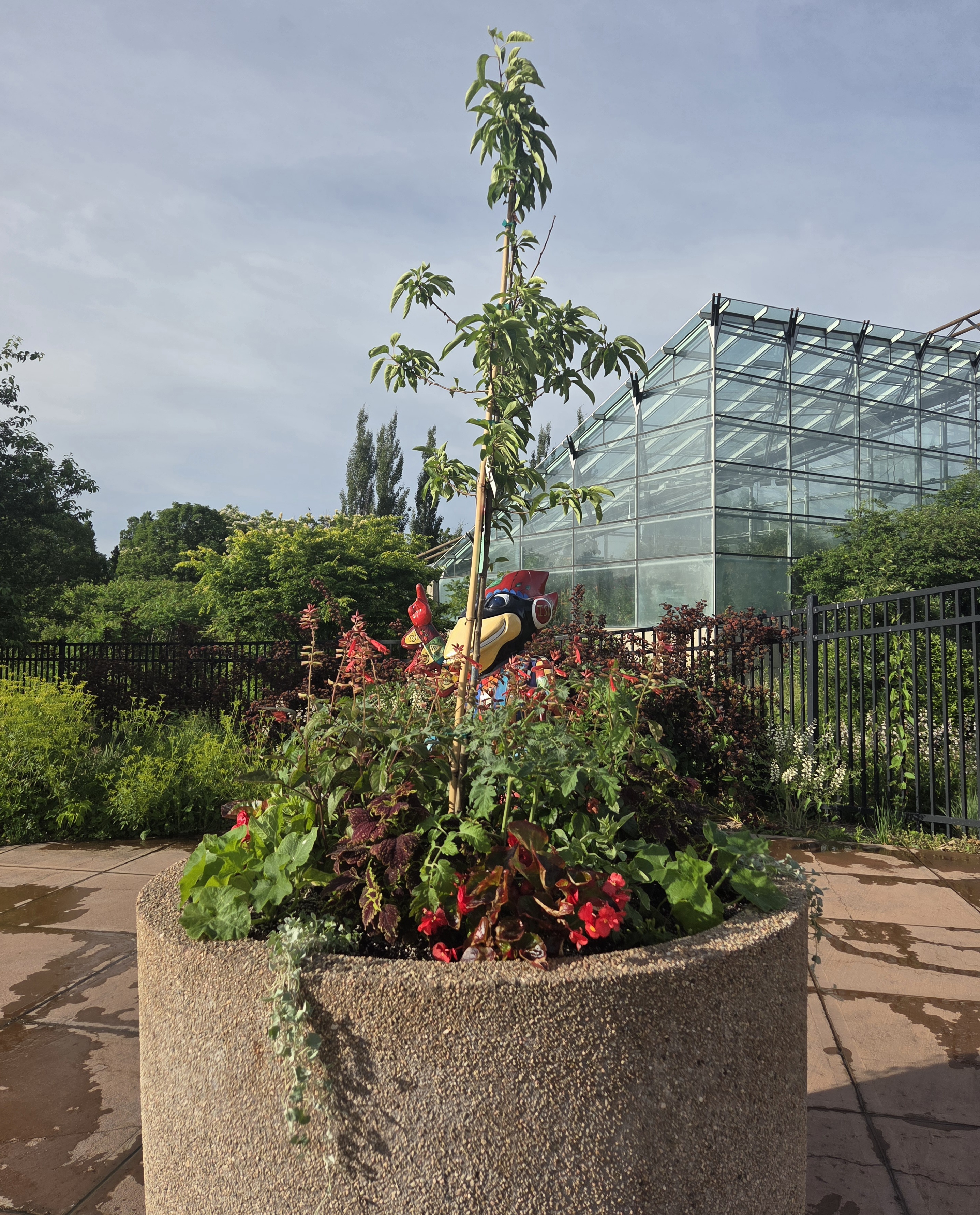 A concrete container with a Crabapple tree and multiple smaller plants