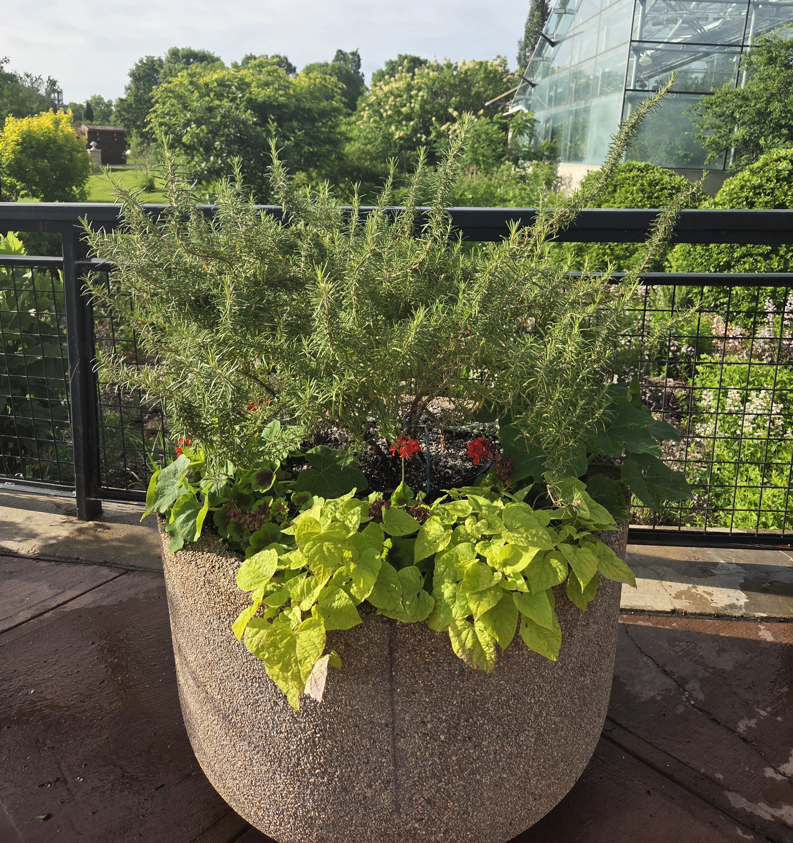 A concrete container with Rosemary, Sweet Potato Vine, Coleus, and Dichondra