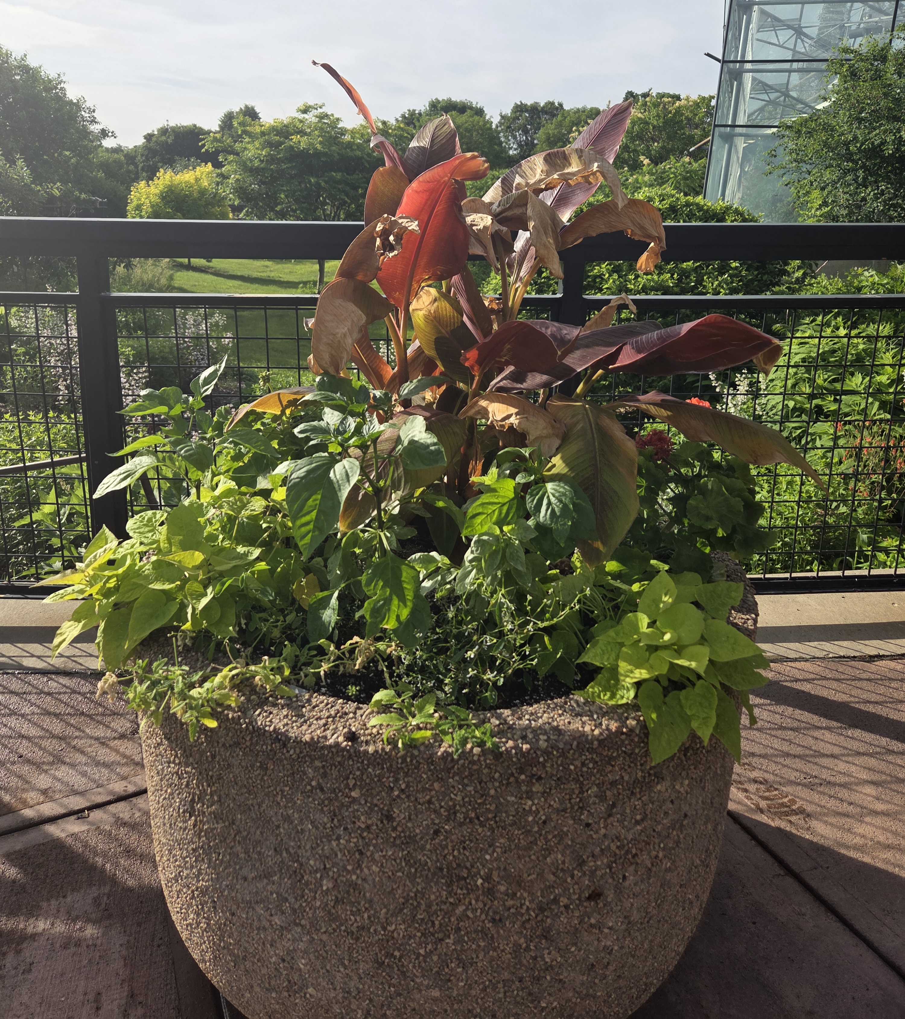 A smaller concrete container with Banana and multiple smaller plants