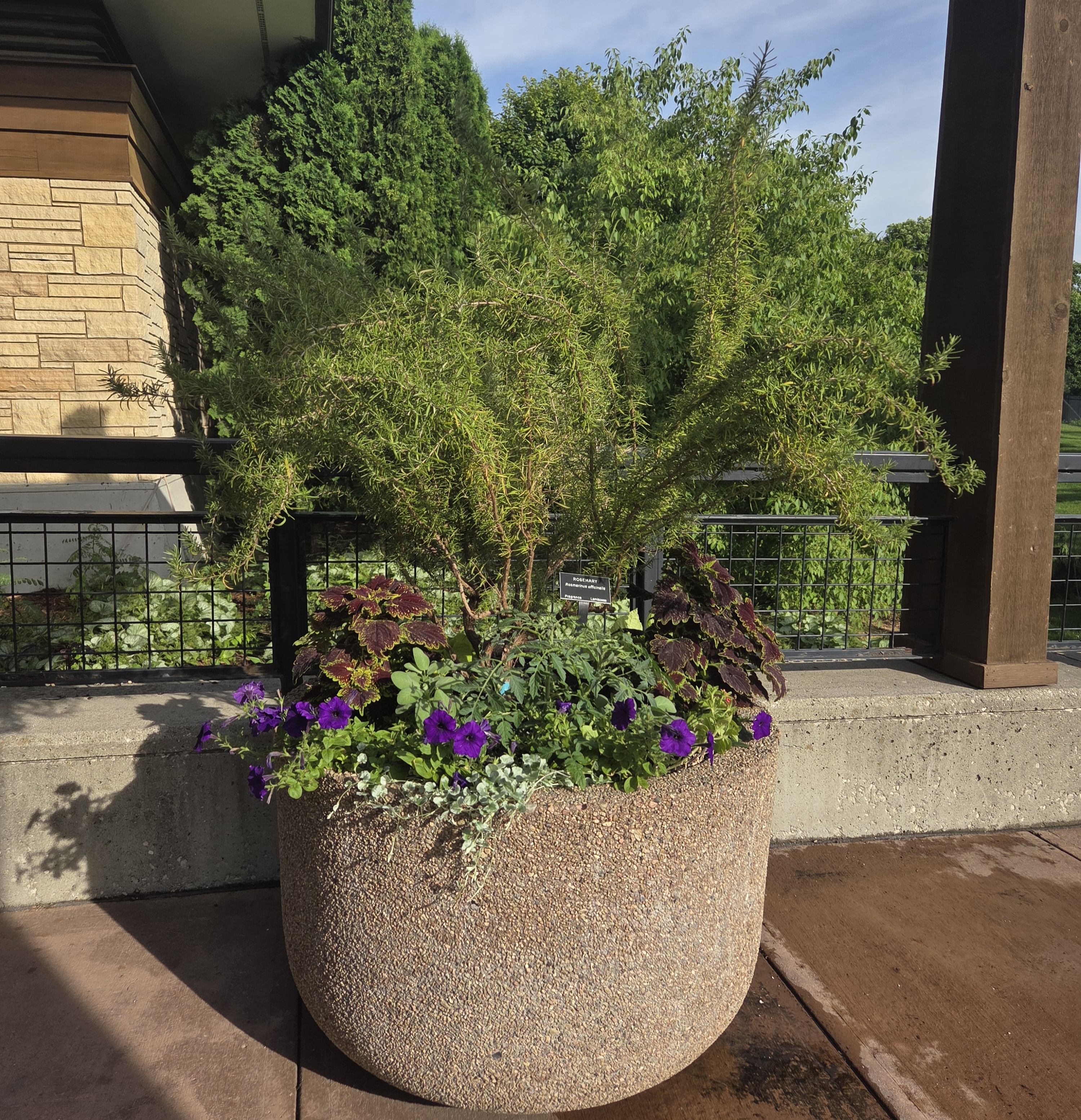 A smaller concrete container with Rosemary and multiple smaller plants 