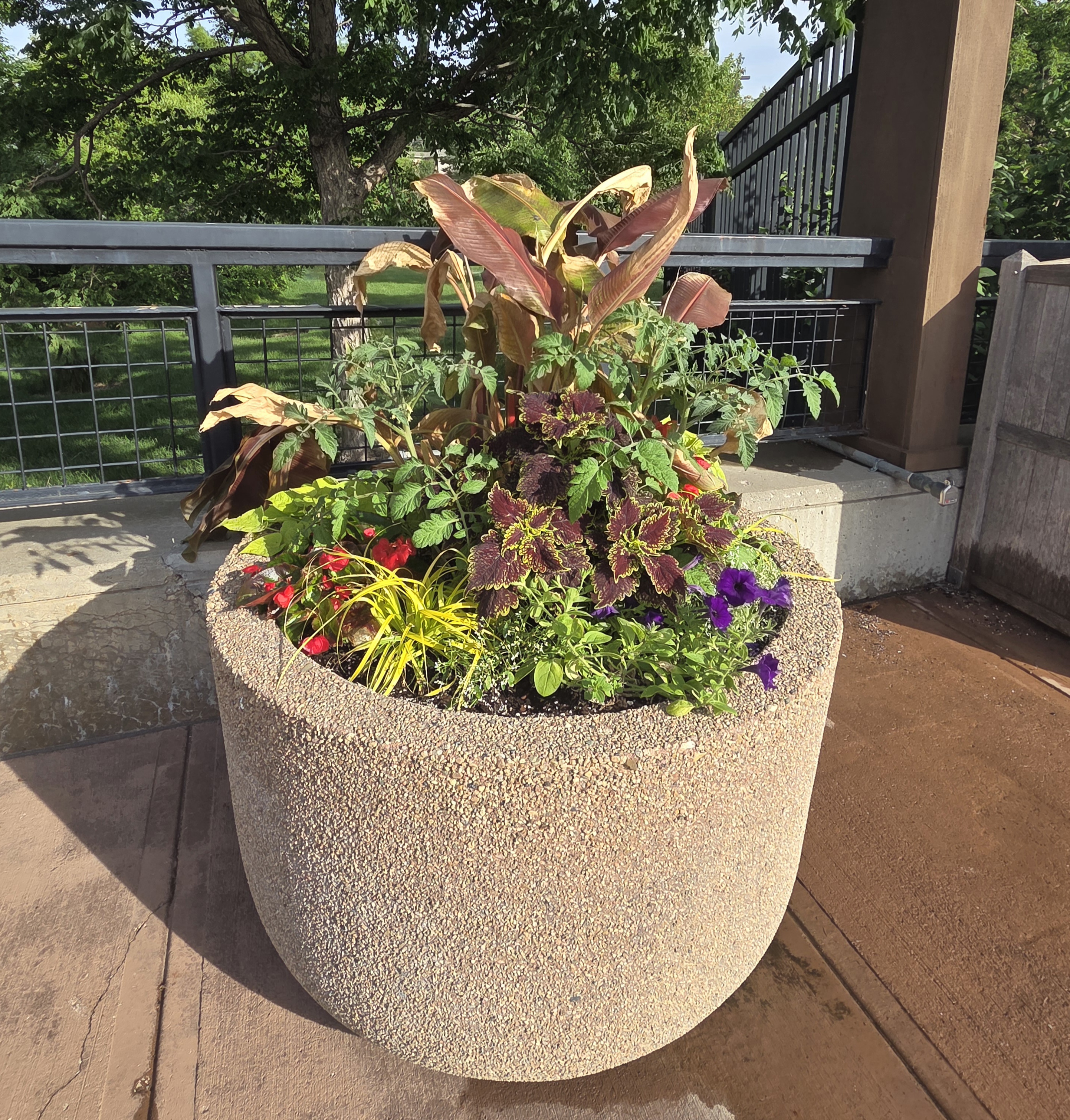 A concrete container with Banana and multiple smaller plants