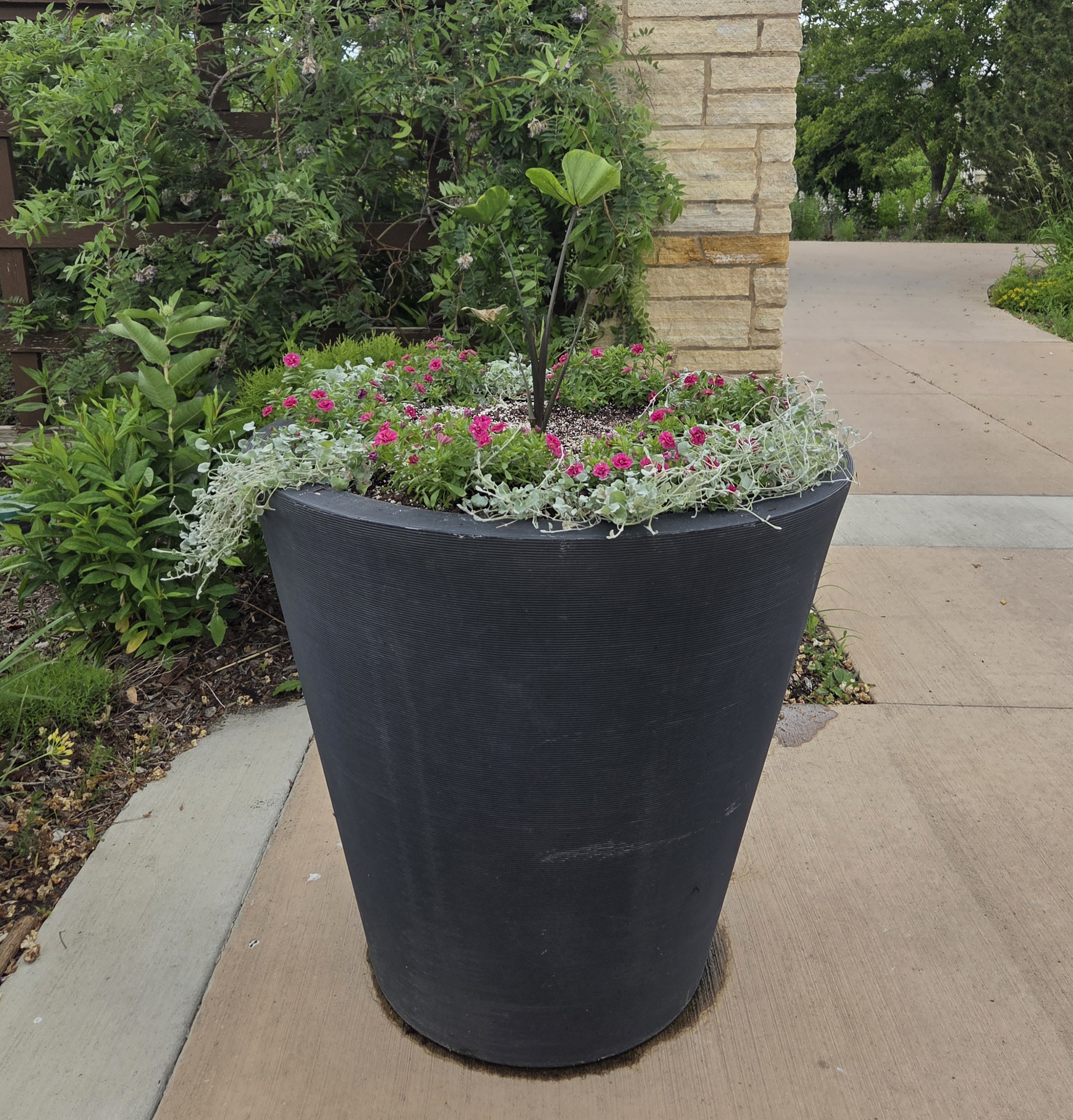 A blue container with Dichondra, Calibrachoa, and Taro