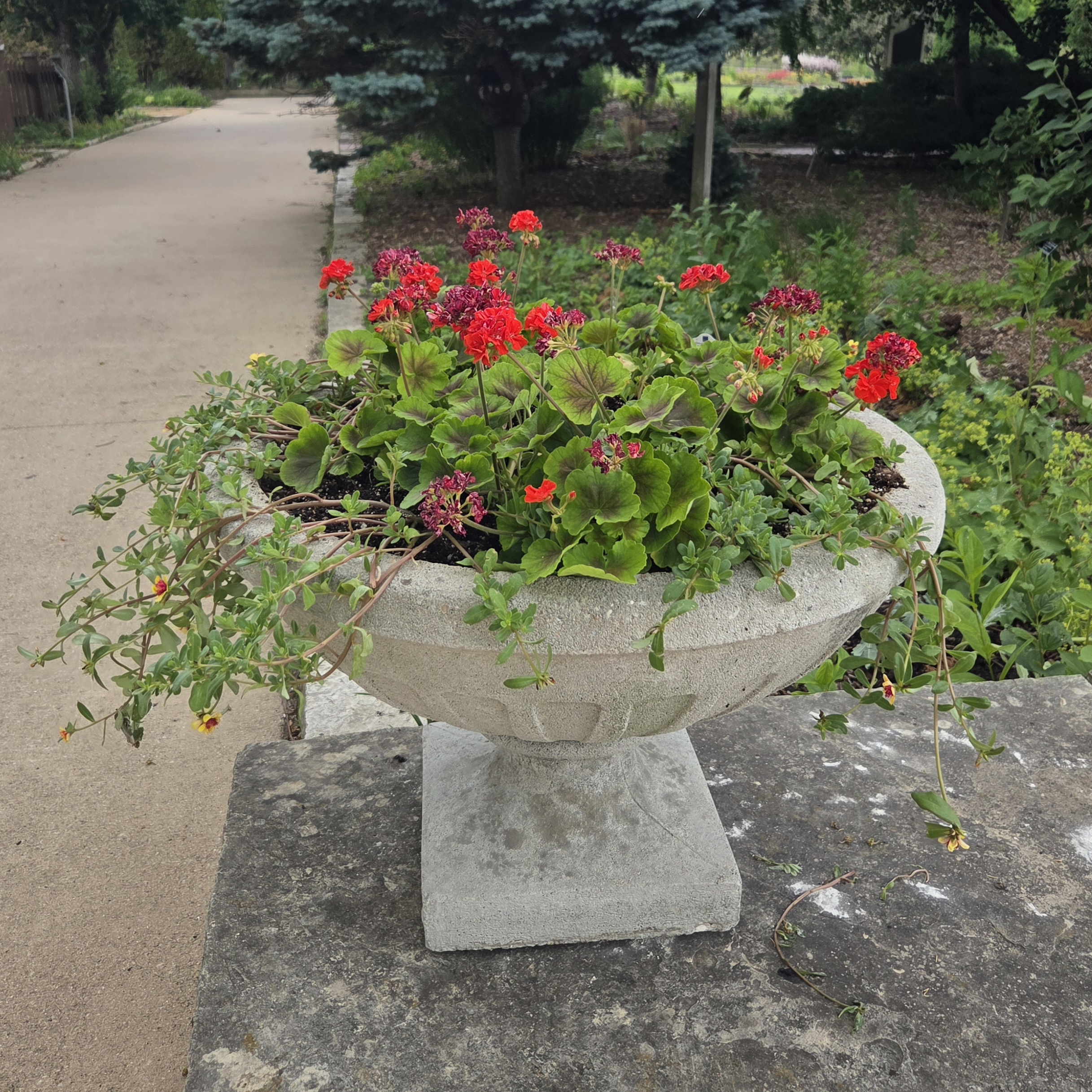 An urn-shaped container with Geranium and Moss Rose