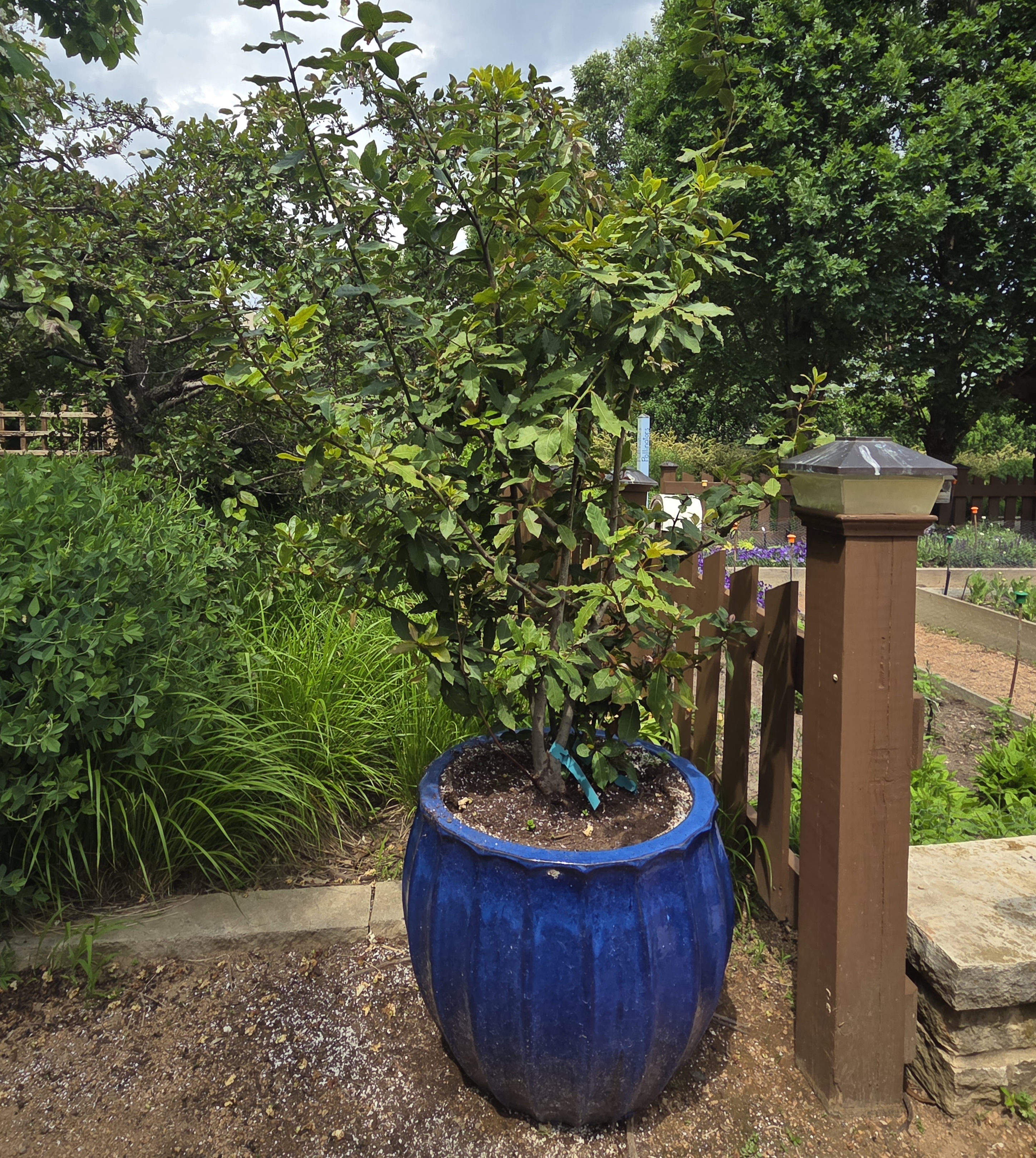 A blue container with Bay Laurel and Spearmint