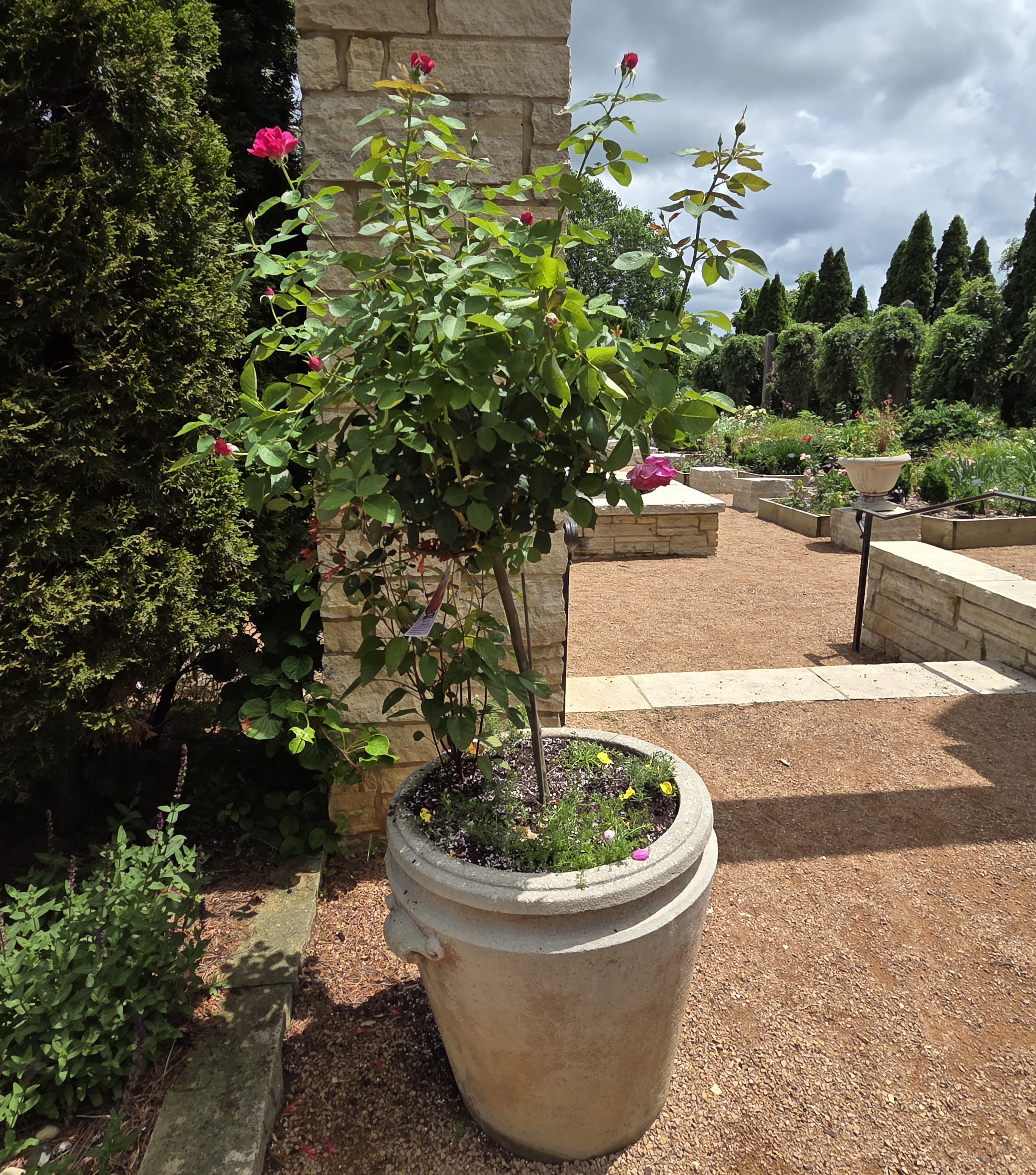 A container with a Rose, Meadow Evening-Primrose, and Roman Chamomile