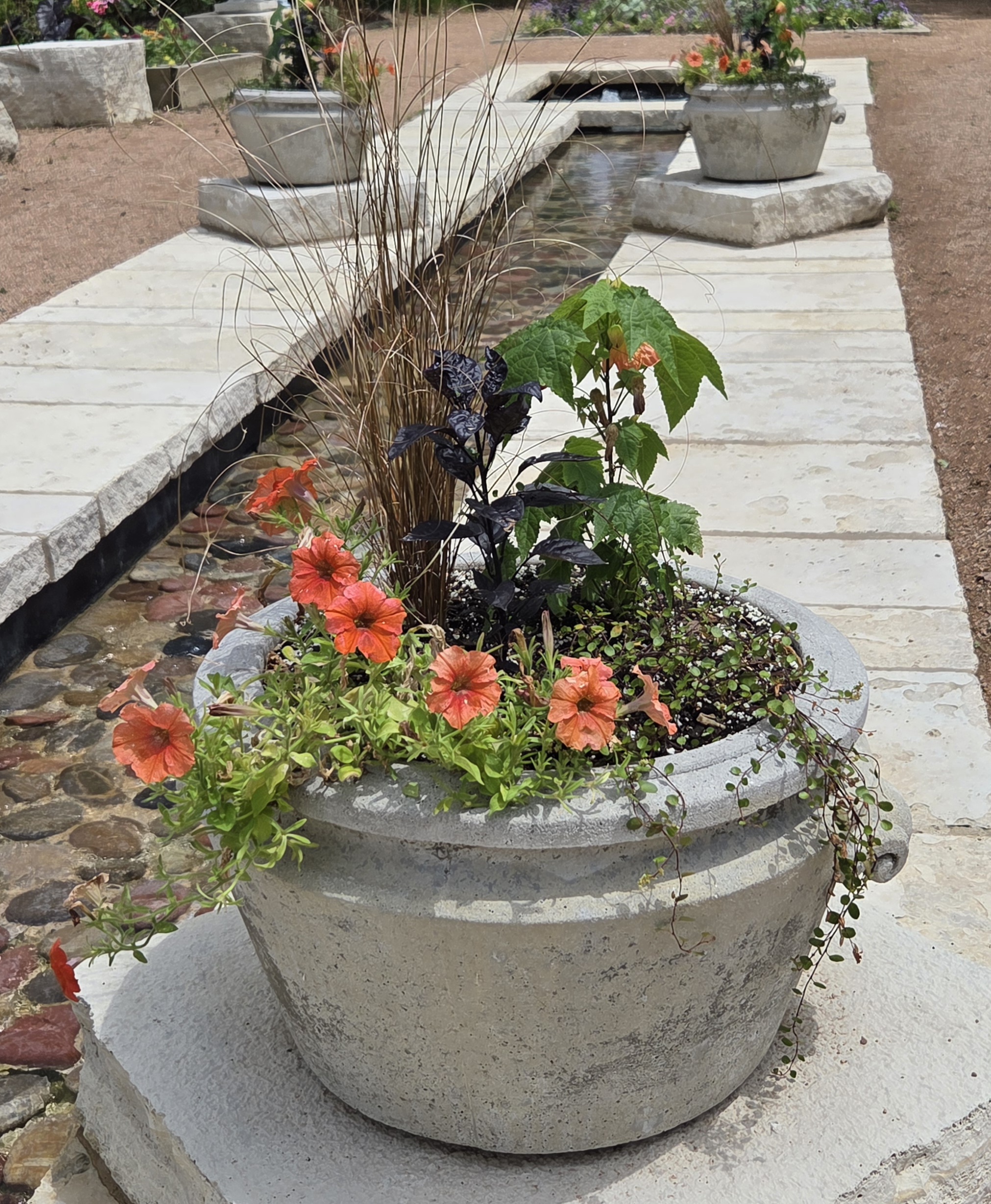 A container with Wire Vine, Parlor Maple, Peppers. Petunia, and Sedge