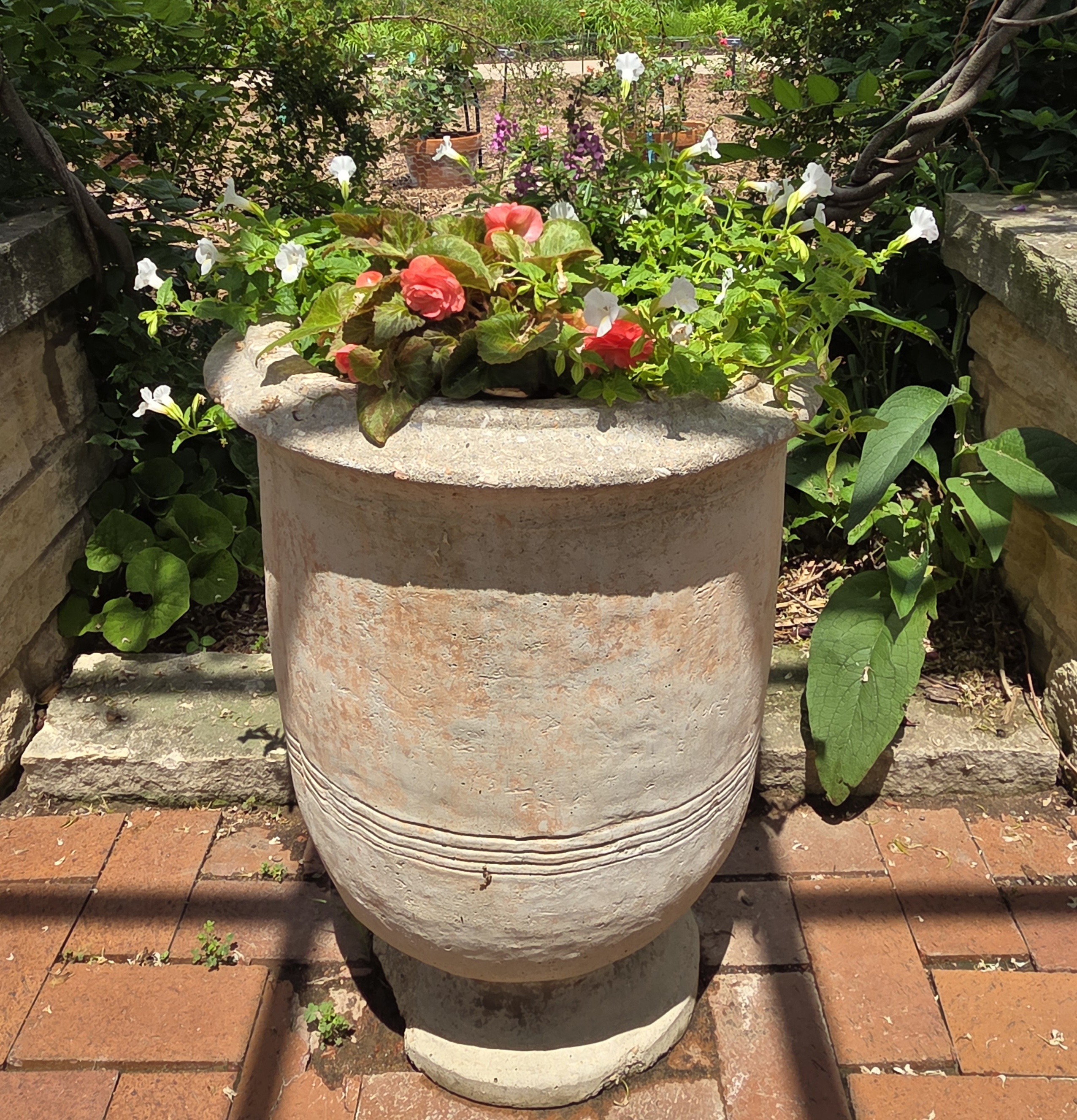 A container with Begonia, Angelonia, and Torenia