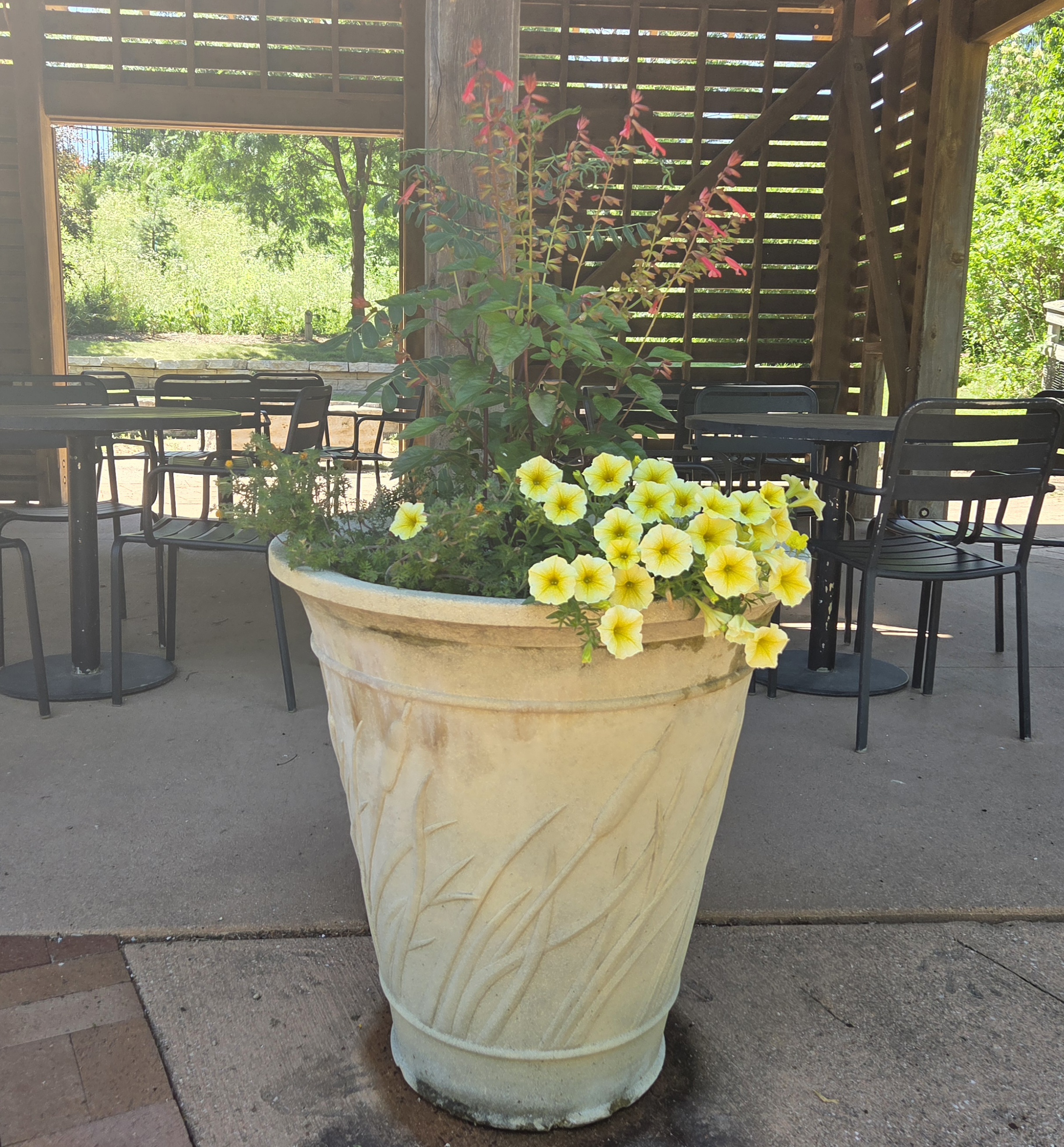 A tall container with Petunias, Cassia, Salvia, Bidens, Lantana, and Coneflower
