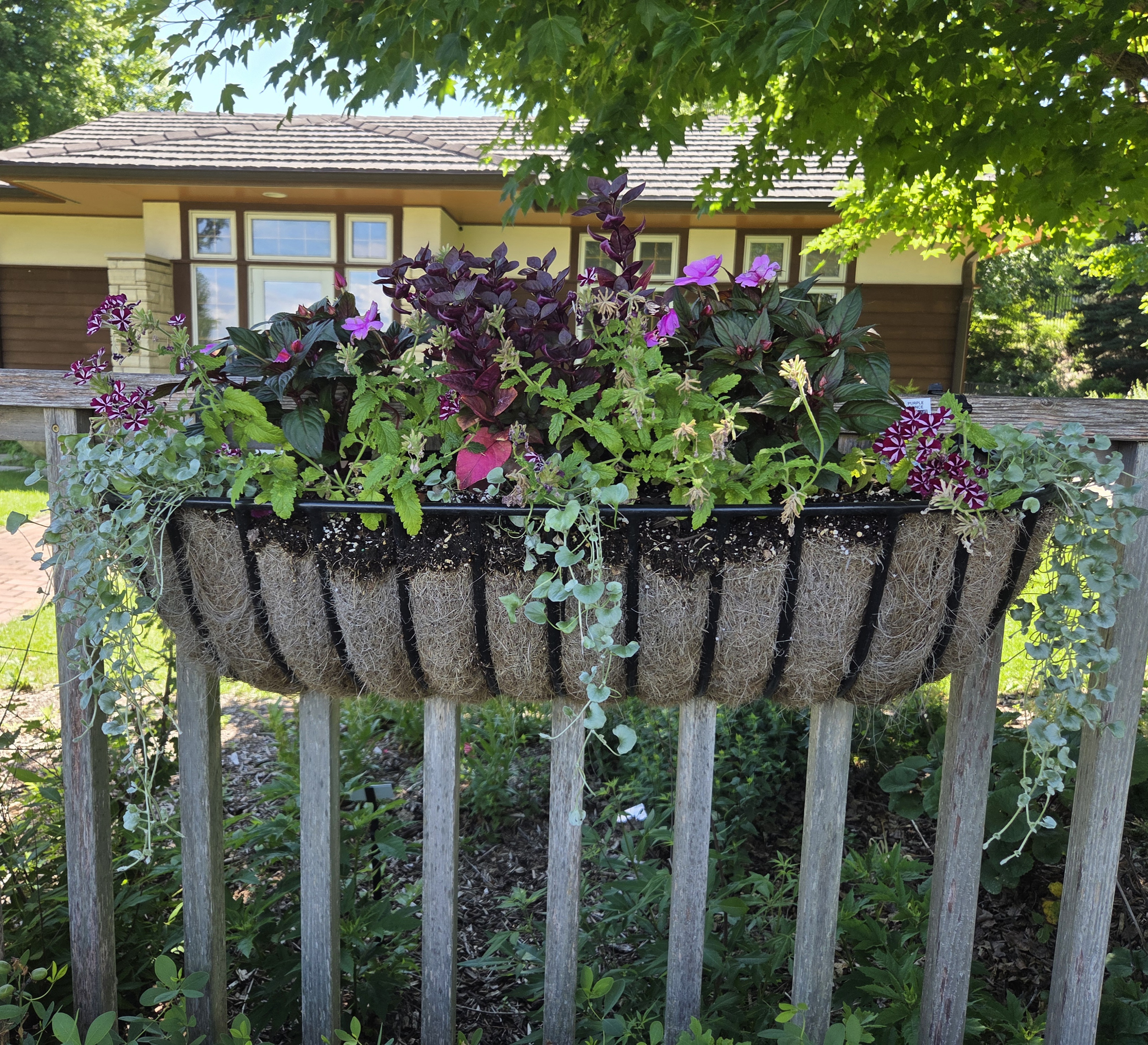 A hanging basket with Dichondra, Verbena, and Impatiens