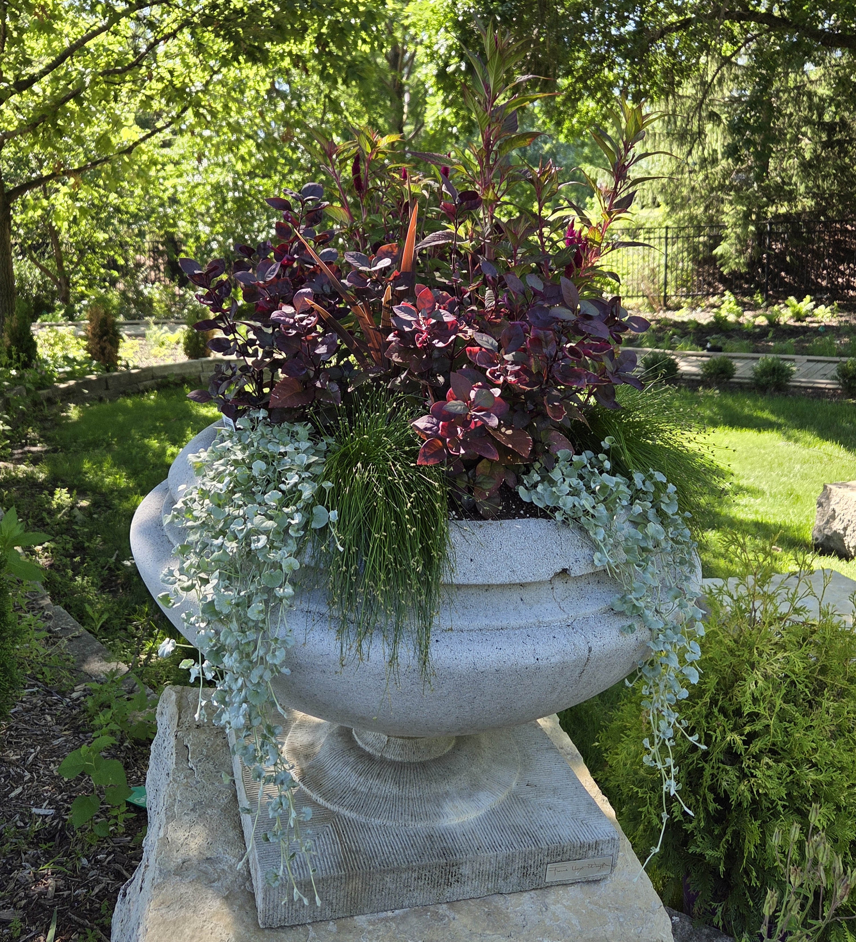 A medium-sized container with Dichondra, Cordyline, Alternanthera, Celosia, and Fiber Optic Grass
