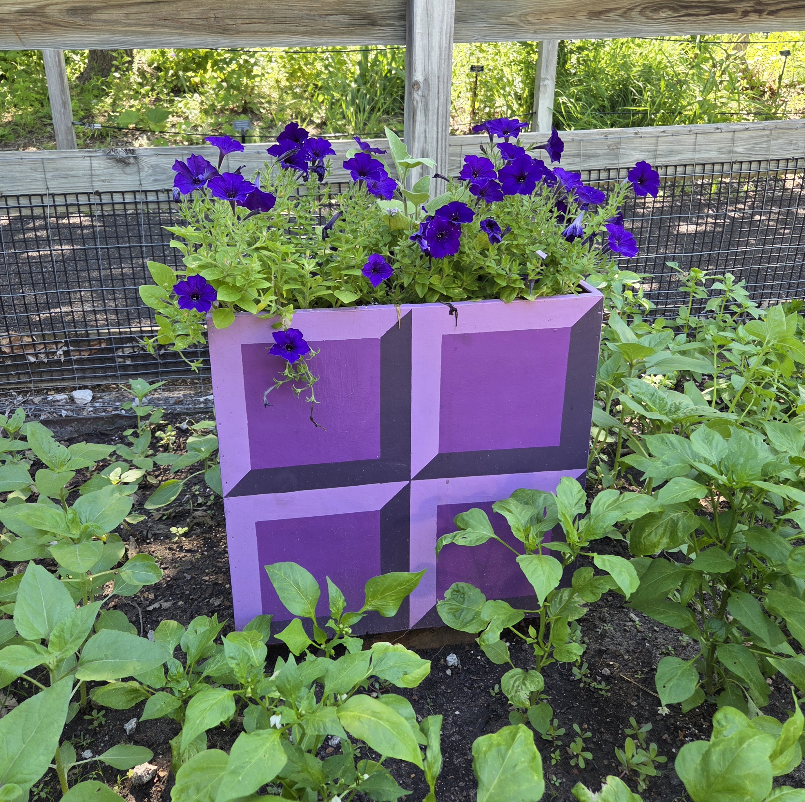 A purple Tetris block-shaped container with Petunia, Peppers, and Eggplant