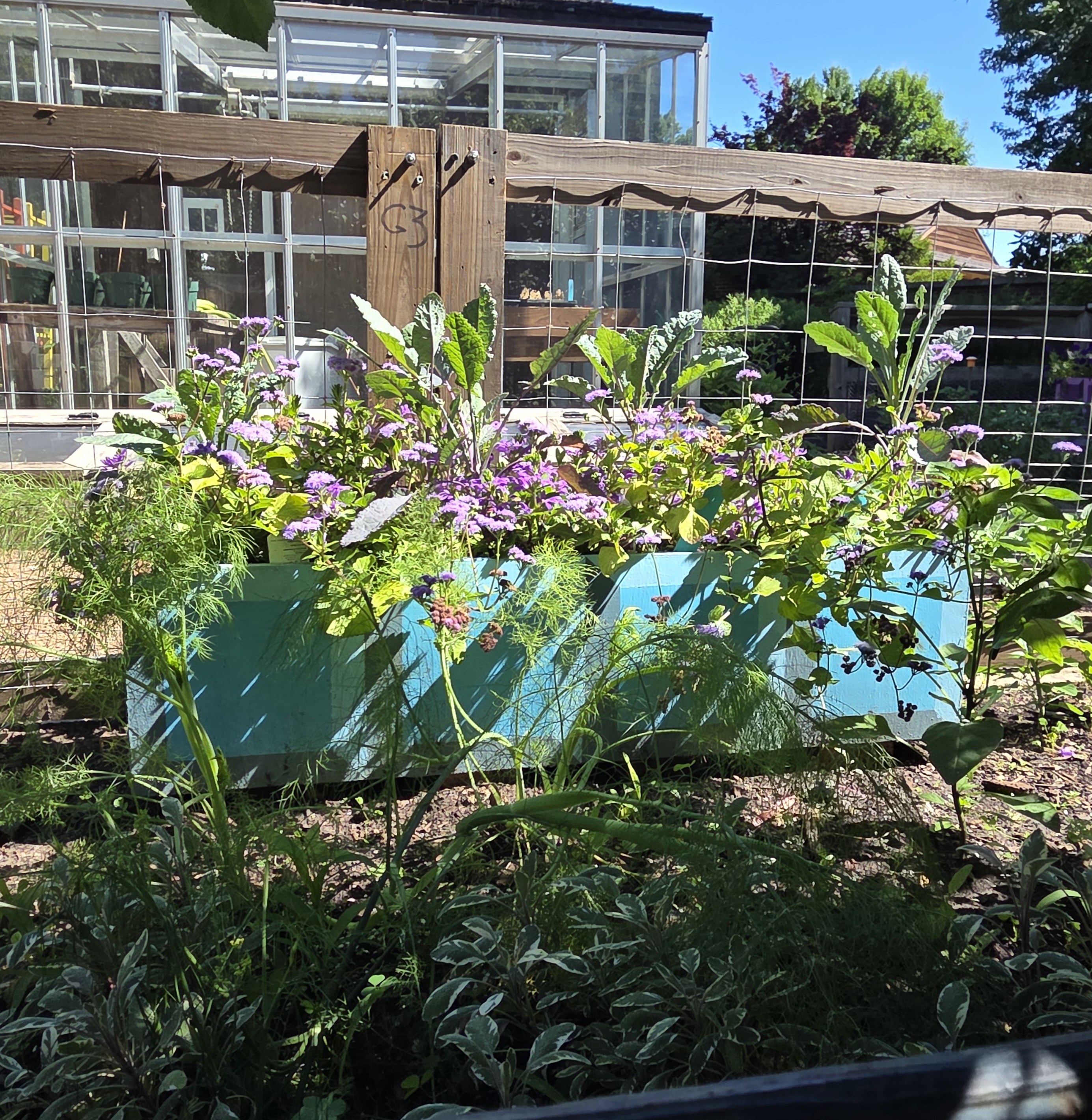 A blue horizonal I-block shaped container with Fan Flower, Kale, and Ageratum