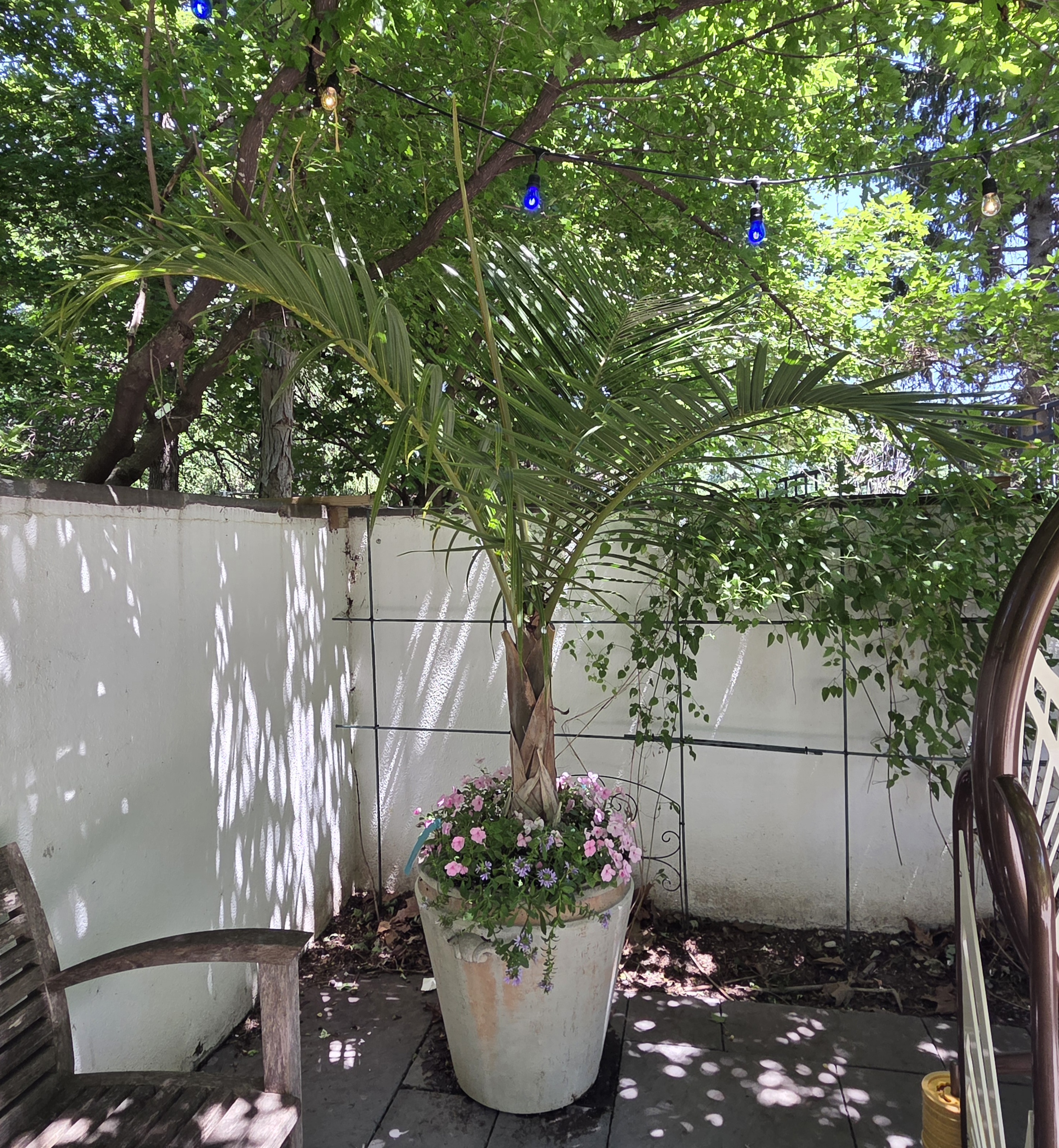 A container with a large Palm, Impatiens, and Fan Flower