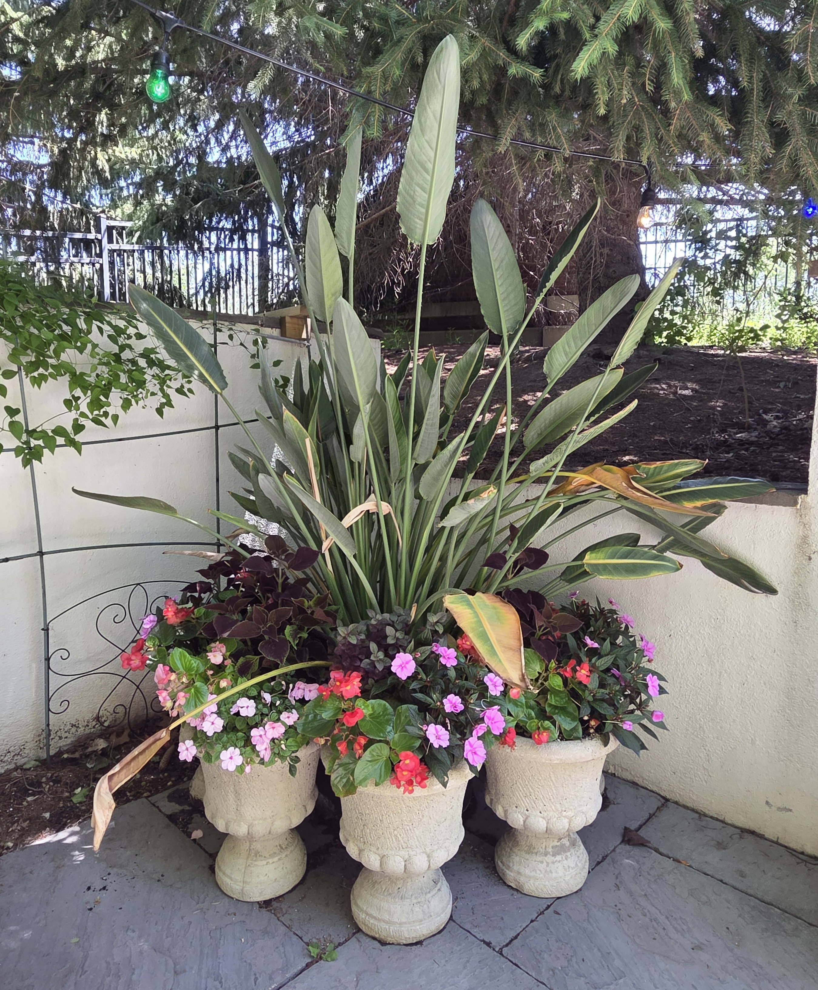 A grouping of 6 containers; includes a Bird of Paradise, Brazilian Joyweed, Begonia, Coleus, and Impatiens