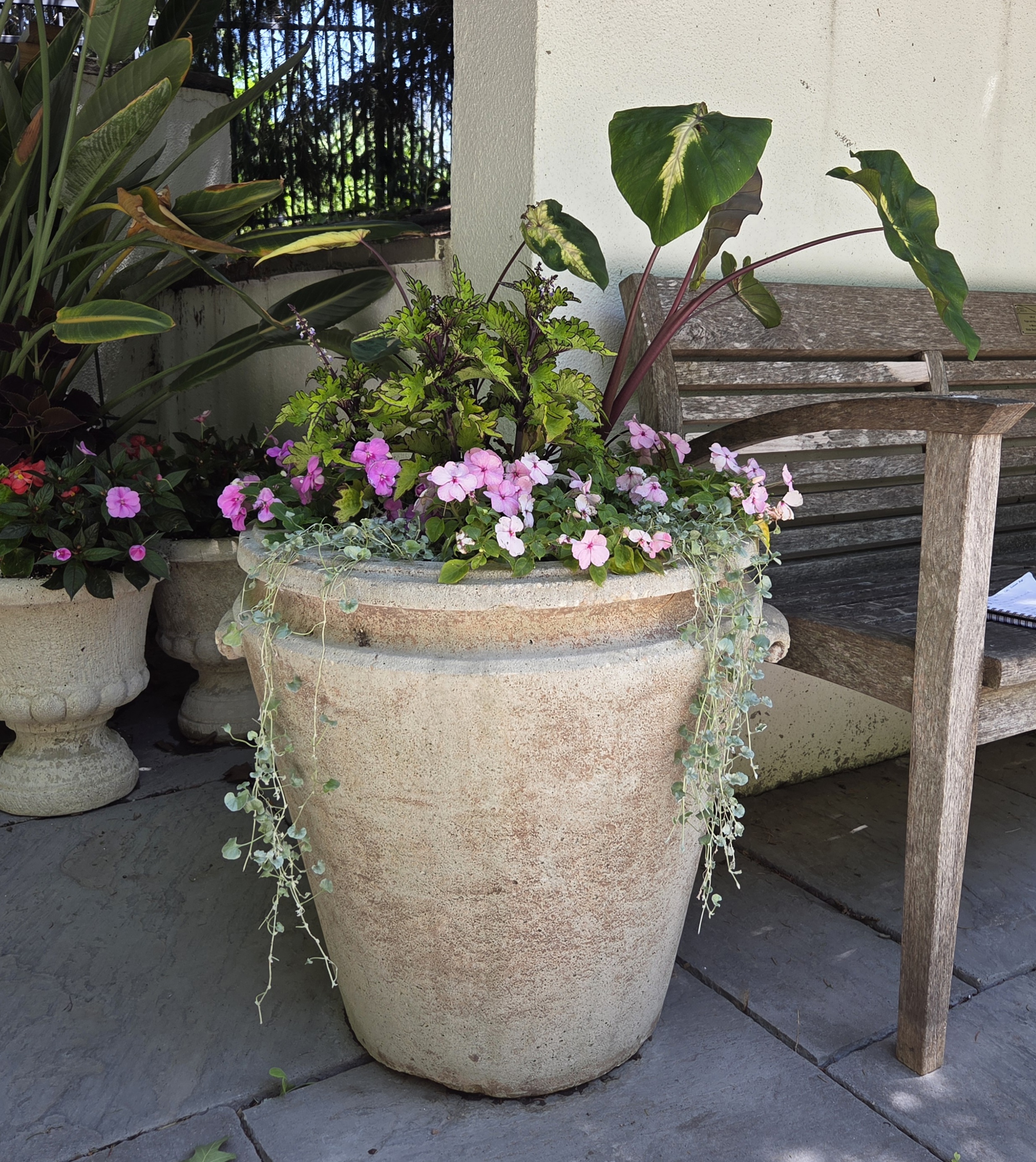 A large container with Taro, Dichondra, Impatiens, and Coleus
