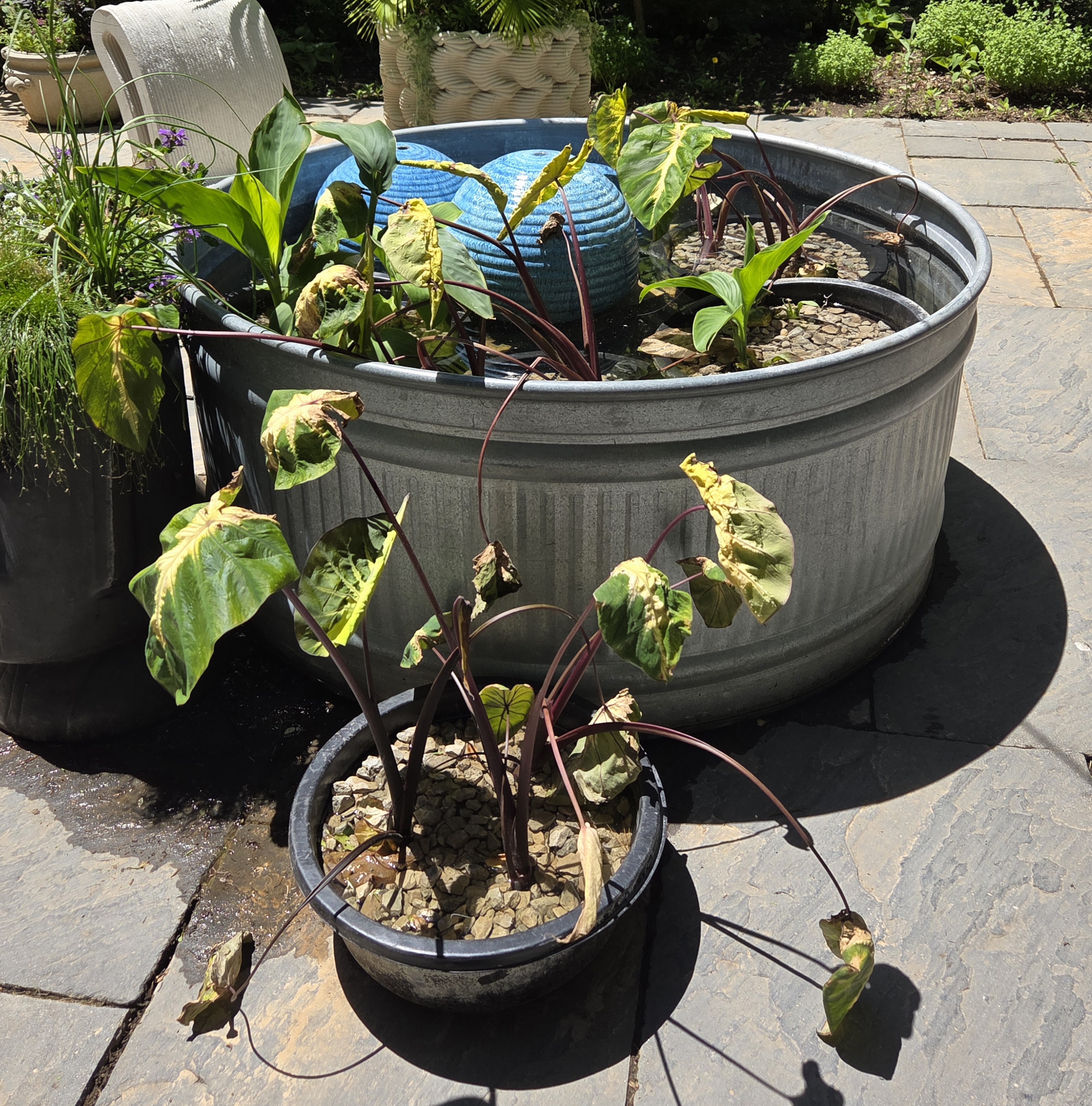 Submerged containers with Taro and Canna Lily 