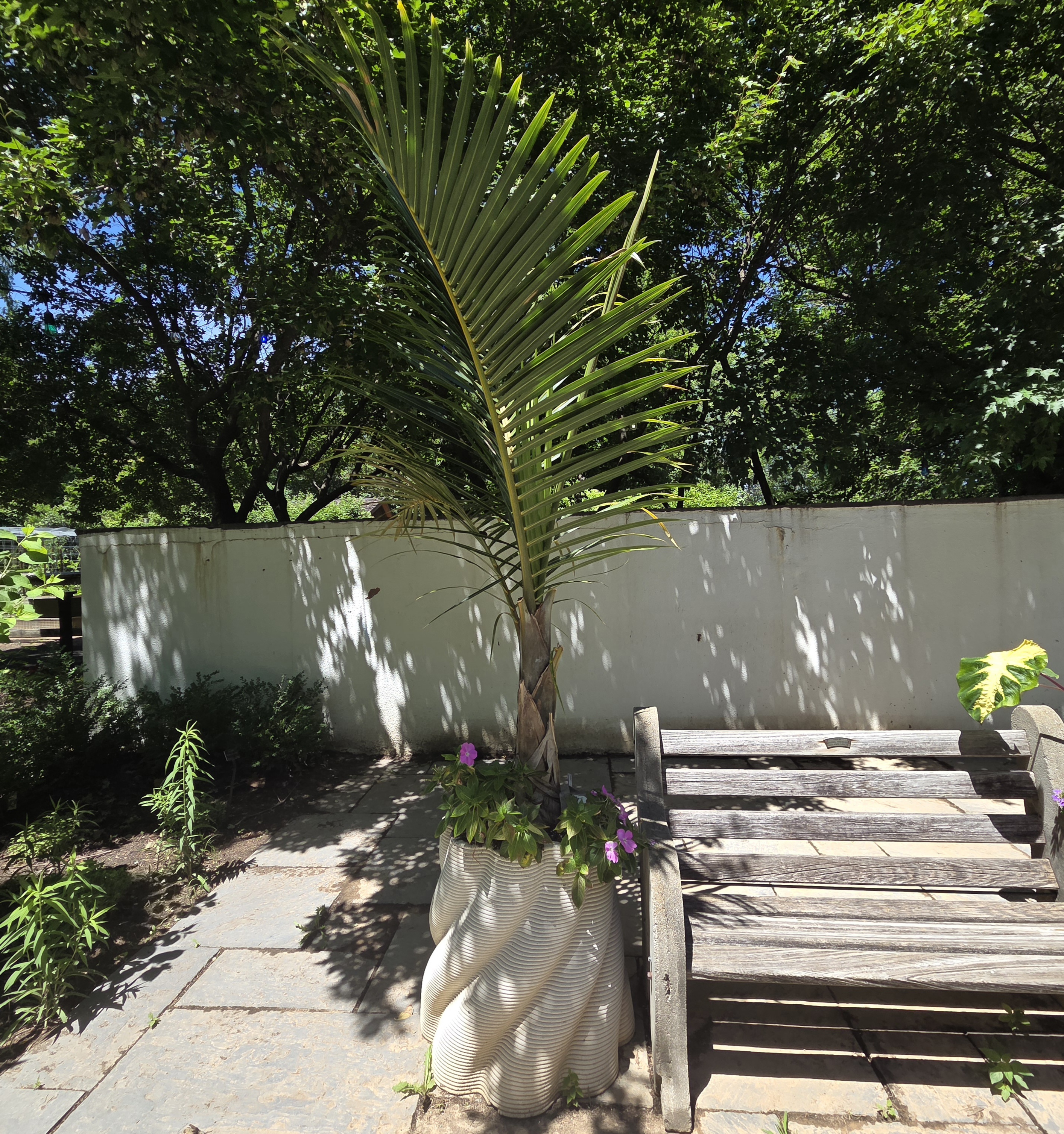 A large container with a Spindle Palm and Impatiens