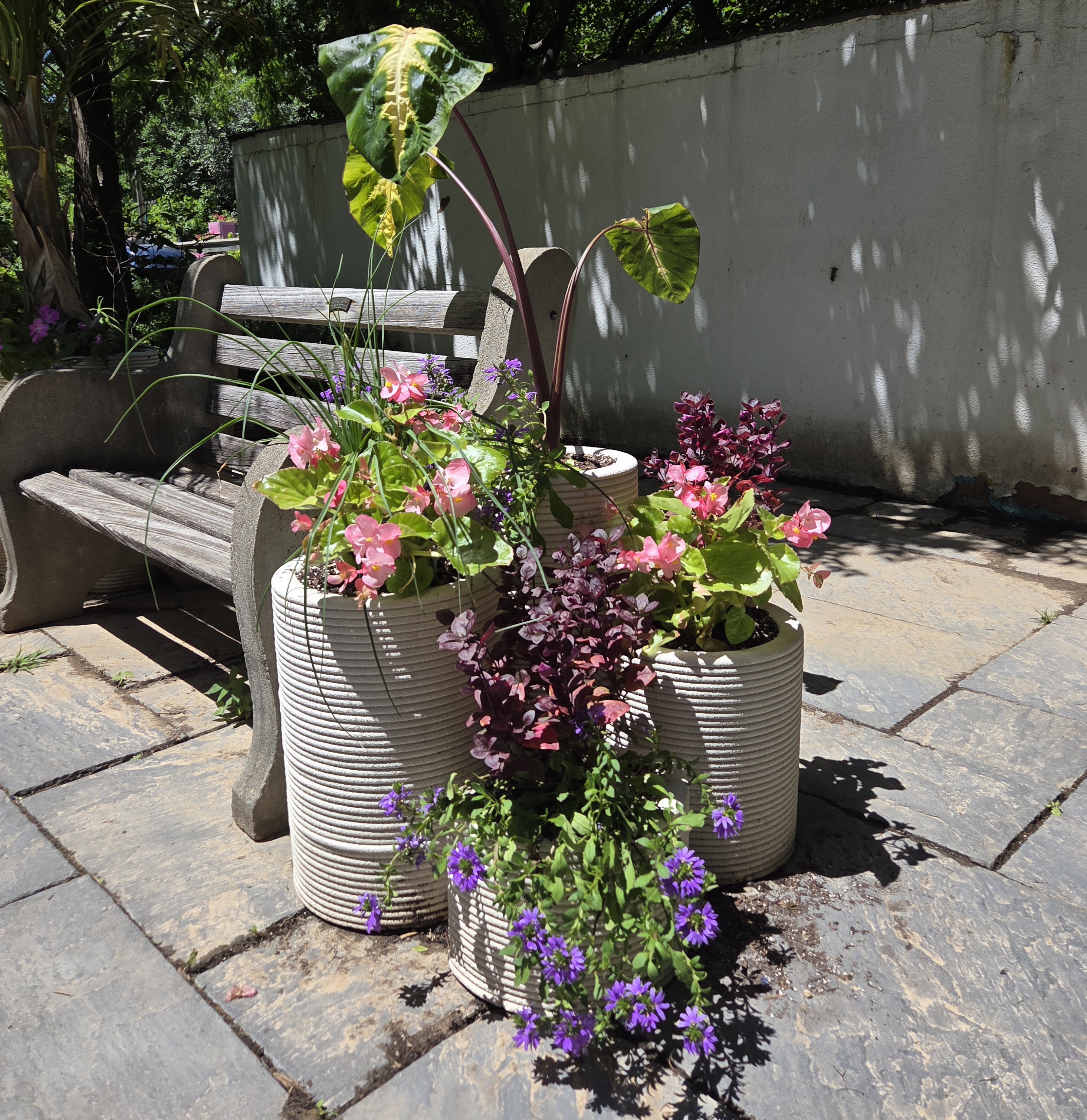 A group of 4 containers; includes Taro, Red Hot Poker, Begonia, Fan Flower, and Brazilian Joyweed