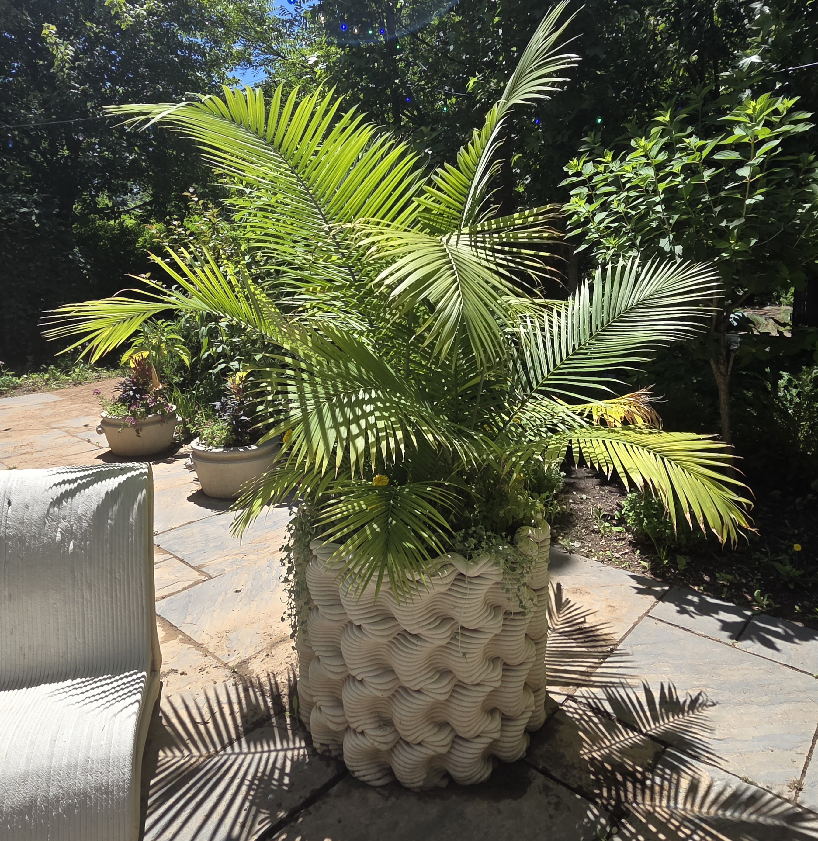 A large container with Majesty Palm, Verbena, Dichondra, and Marigold