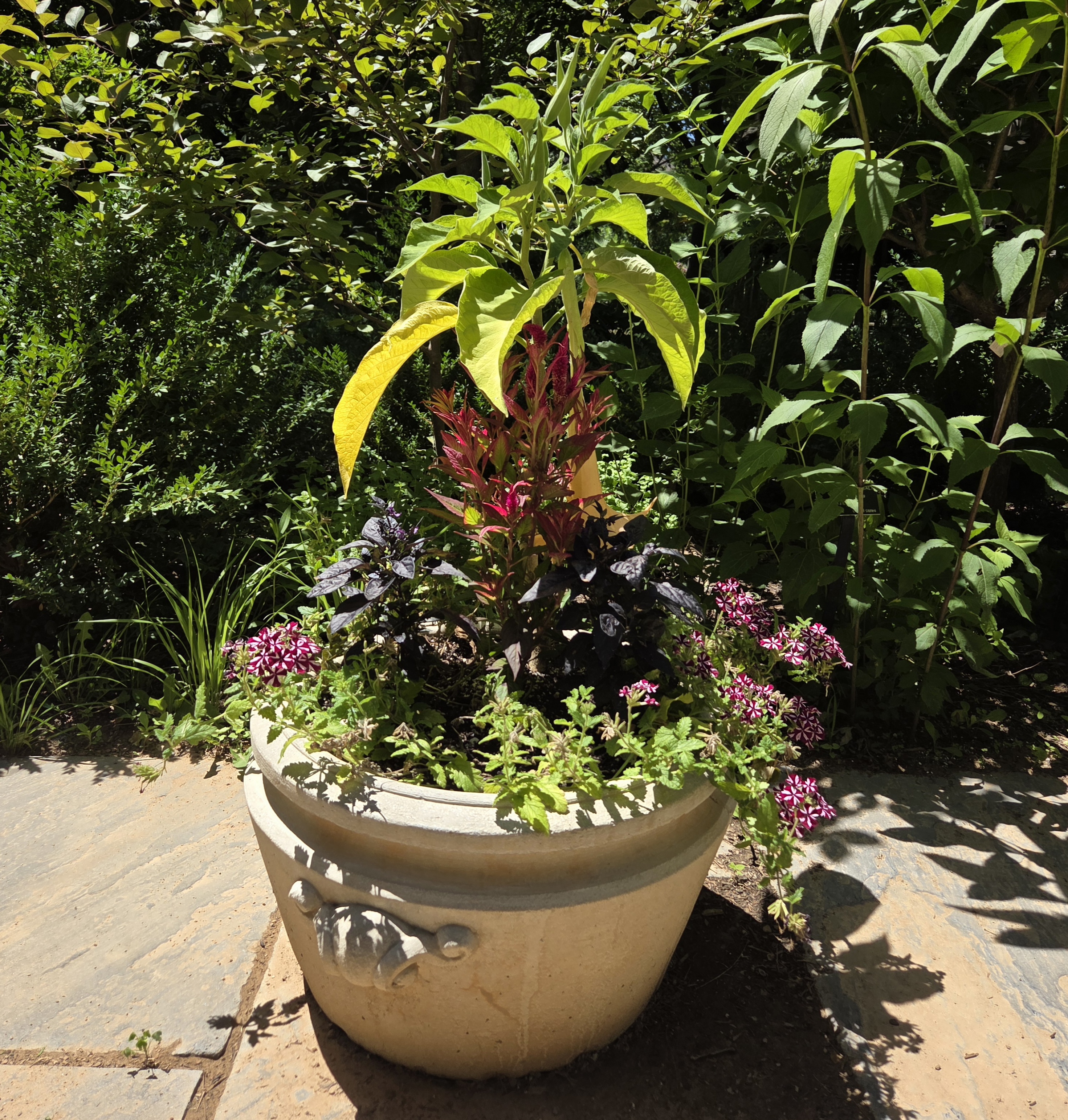 A small container with Celosia, Angel's Trumpet, Verbena, and Pepper