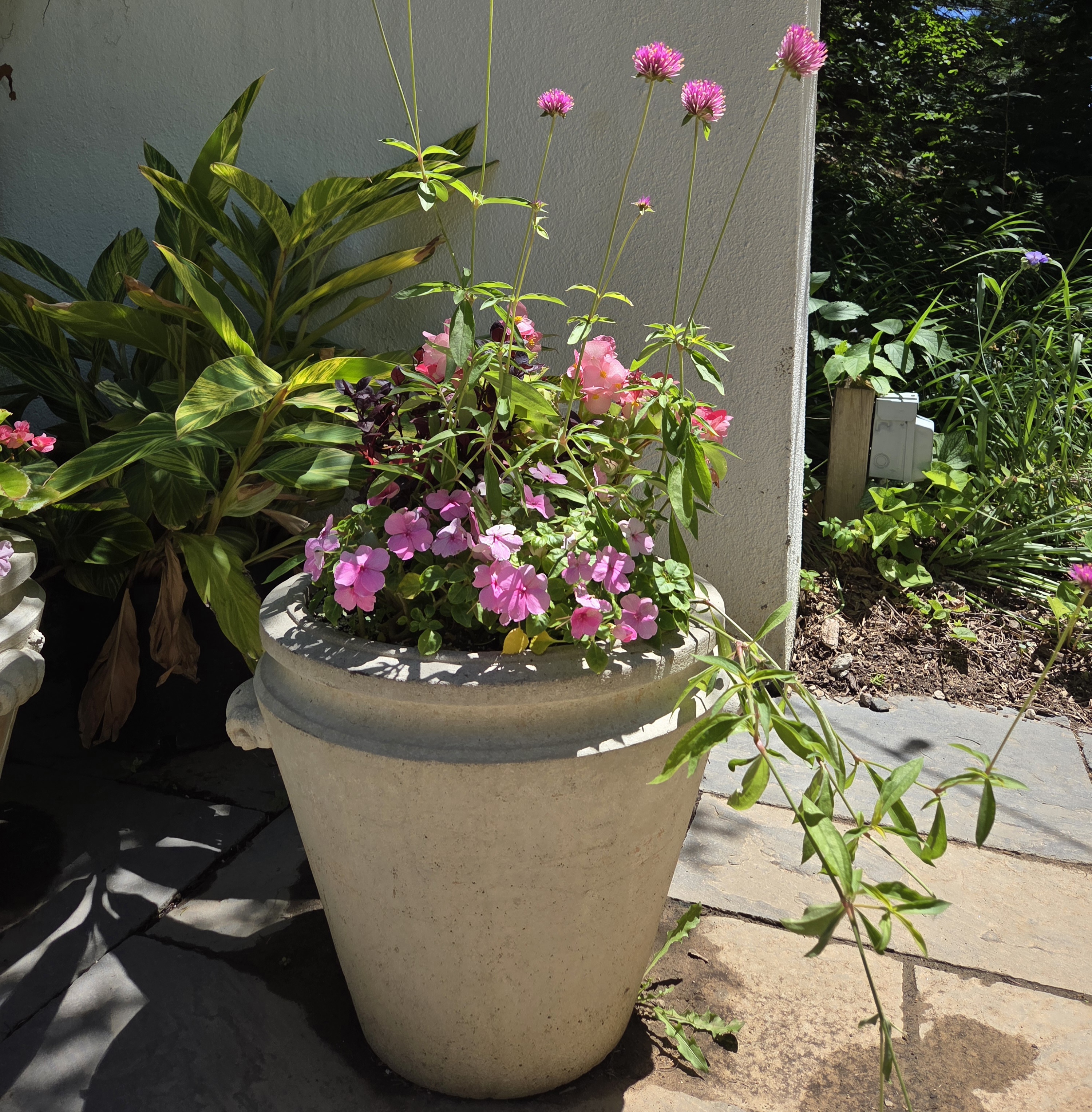 A medium container with Begonia, Impatiens, Brazilian Joyweed, and Globe Amaranth