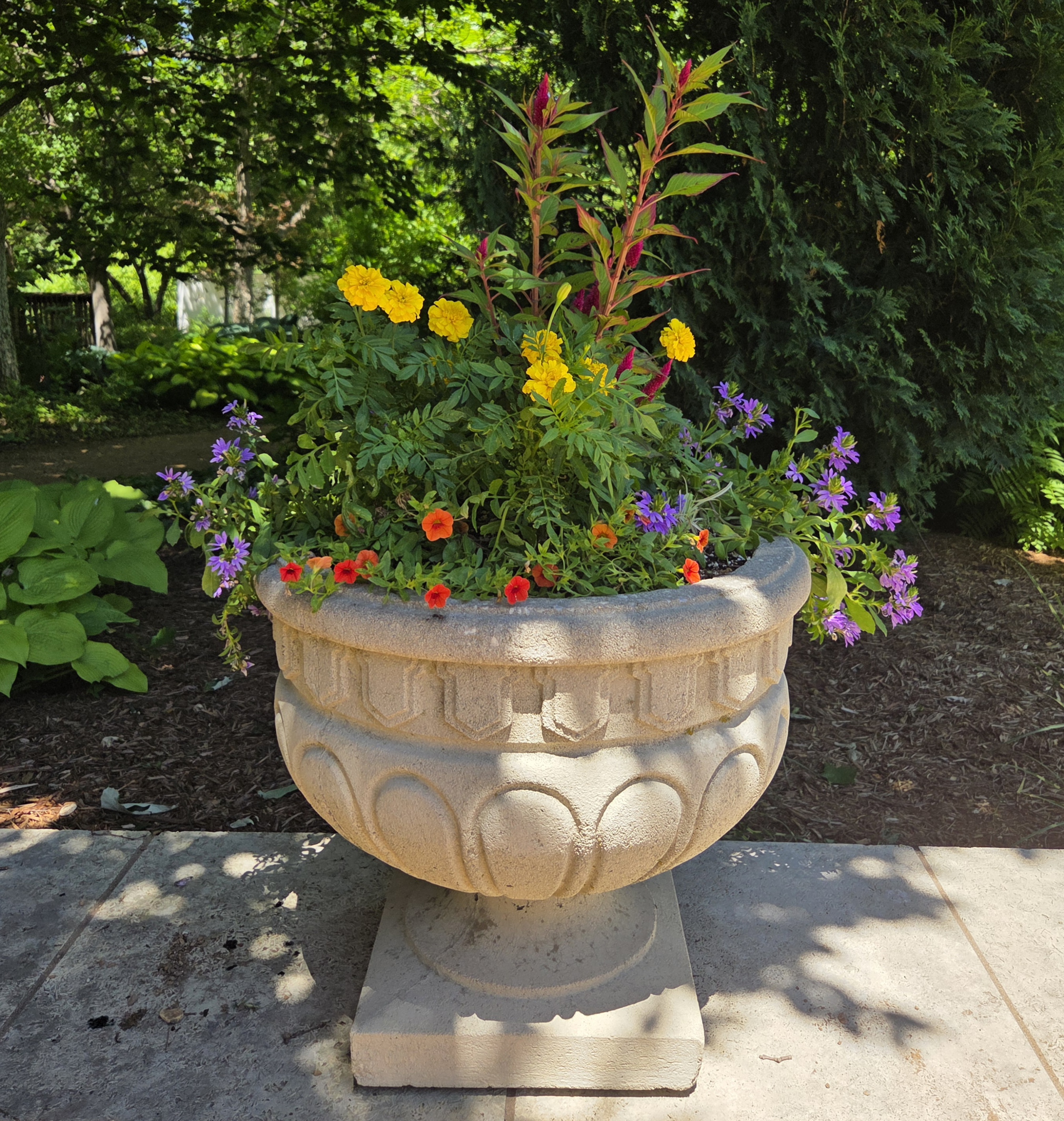 A concrete container with Fan Flower, Marigold, Spider Plant, Celosia, and Calibrachoa