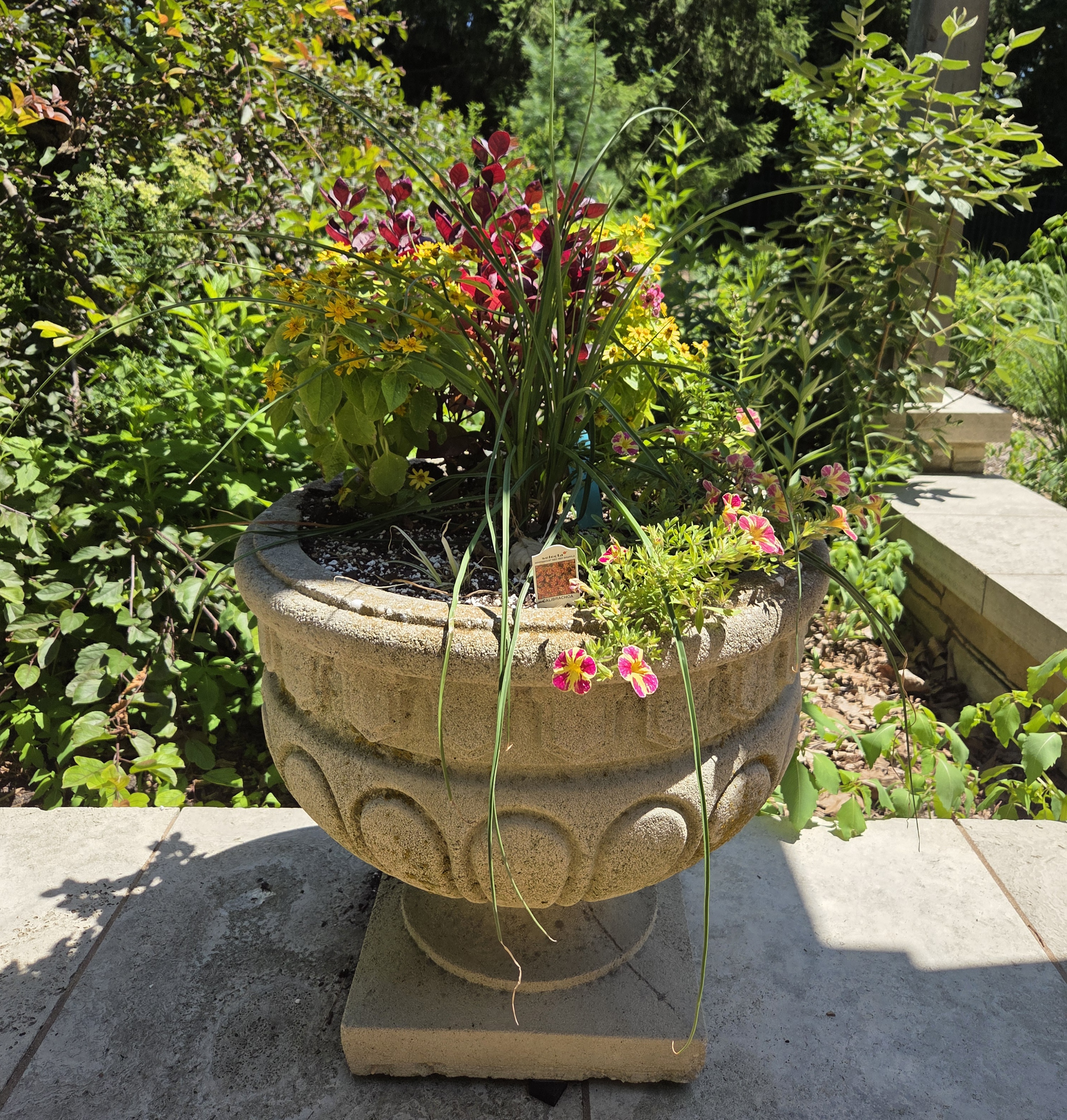 A concrete container with Melampodium, Calibrachoa, Angelonia, Brazilian Joyweed, and Torchlily
