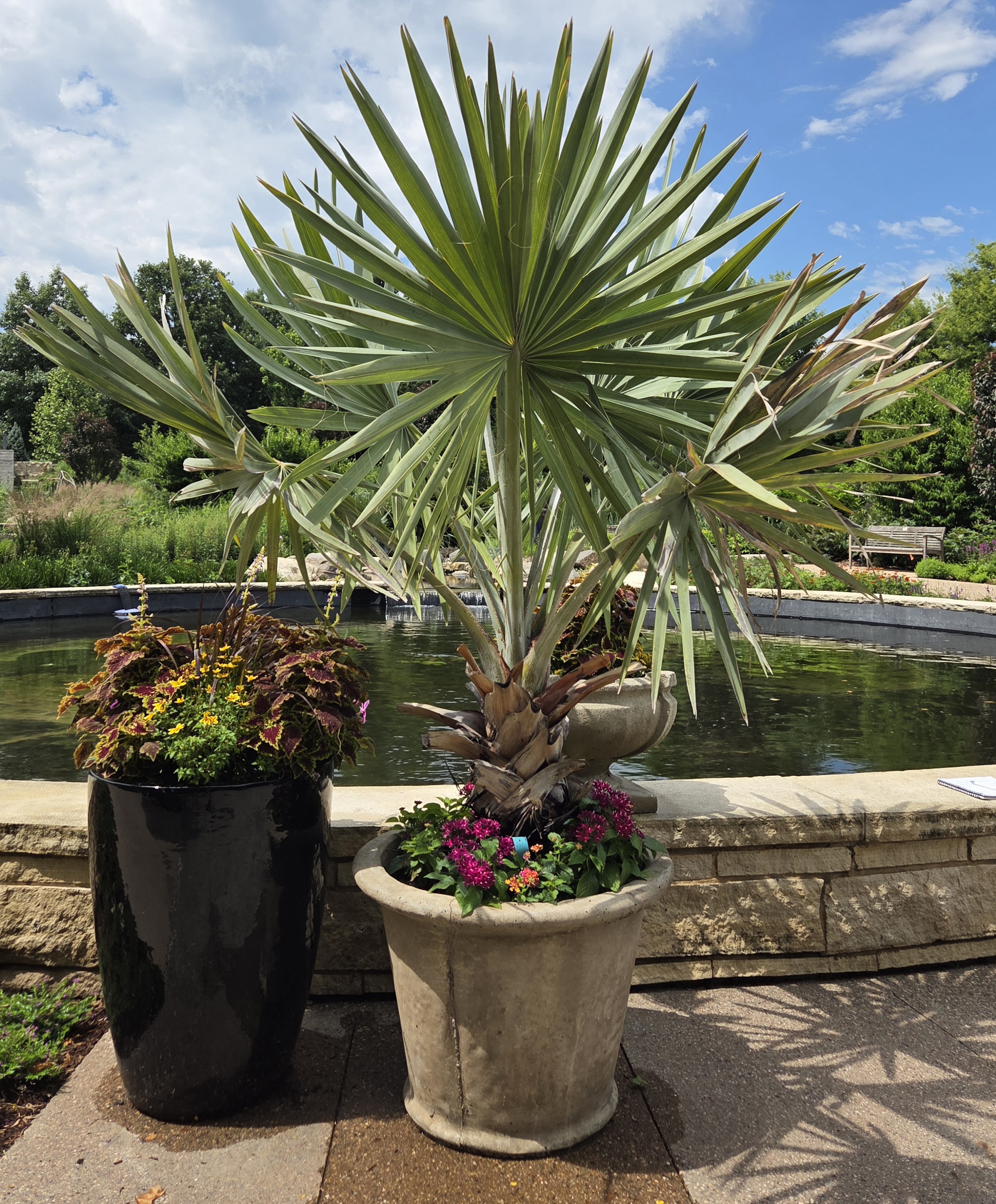 A concrete container with a large Bismark palm, Pentas, and Lantana