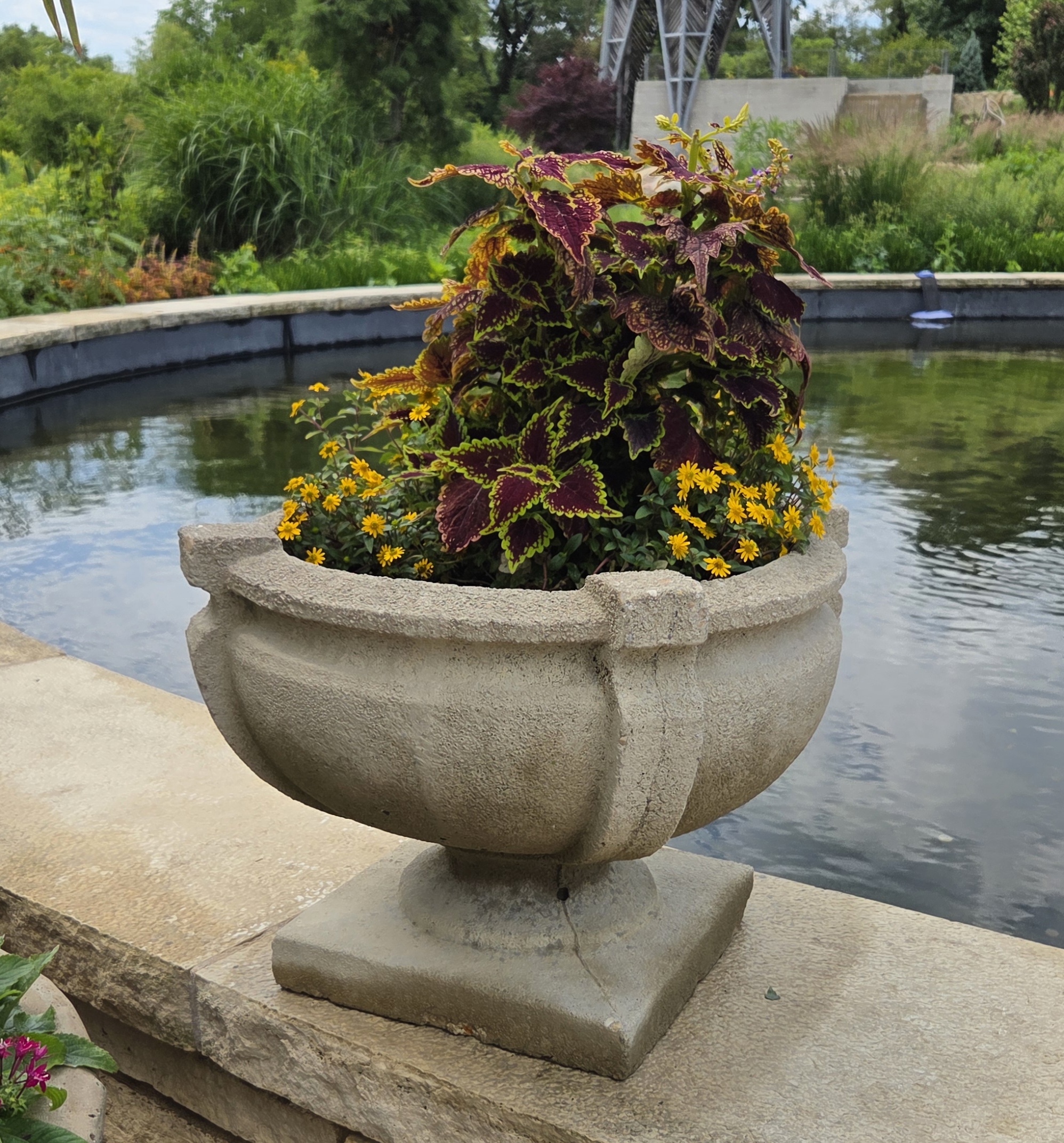A small concrete container with Coleus and Melampodium