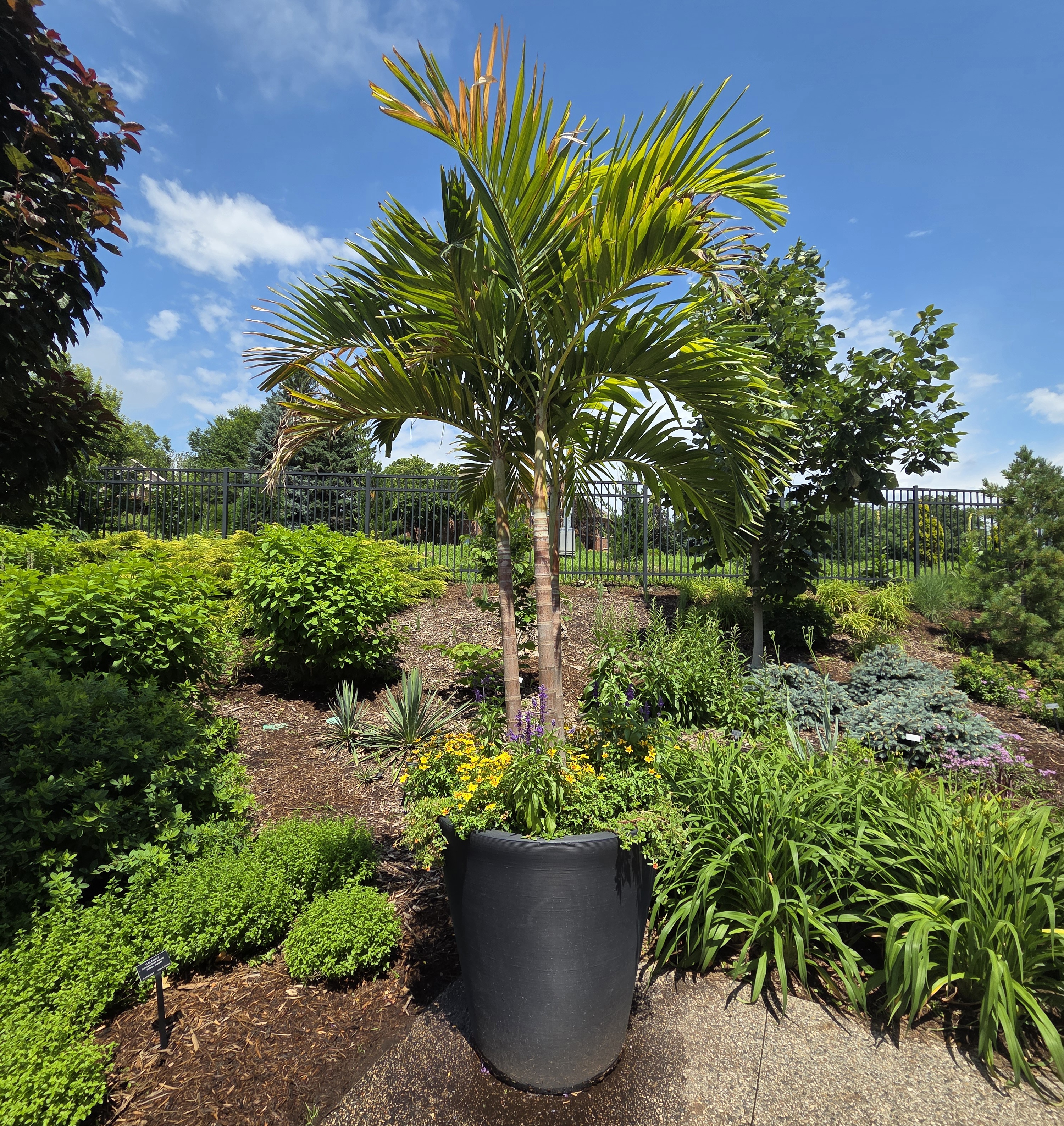 A large container with a Christmas Palm and multiple smaller plants