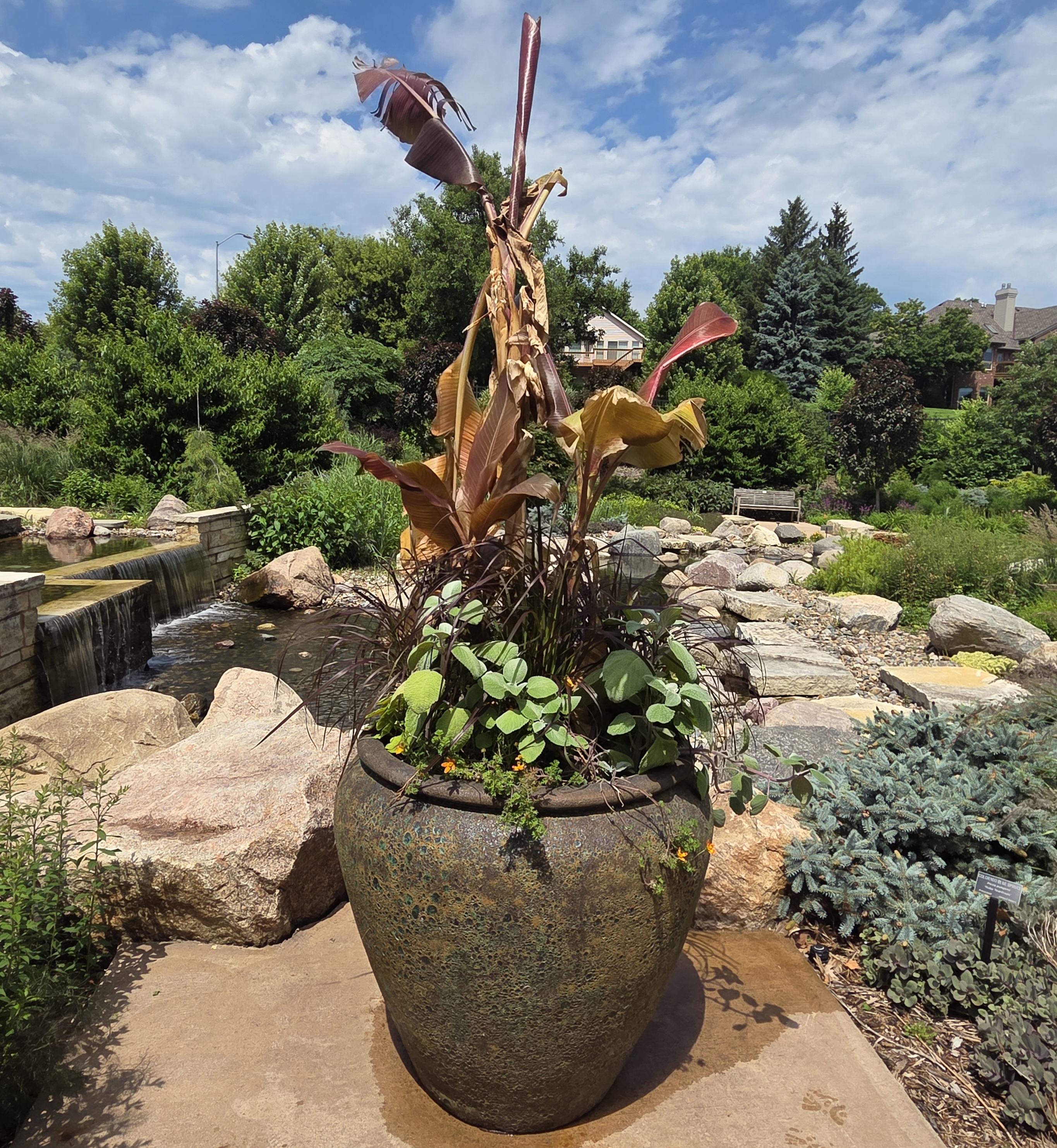 A large container with Banana, Bidens, Fountain Grass, Sage, and Geranium