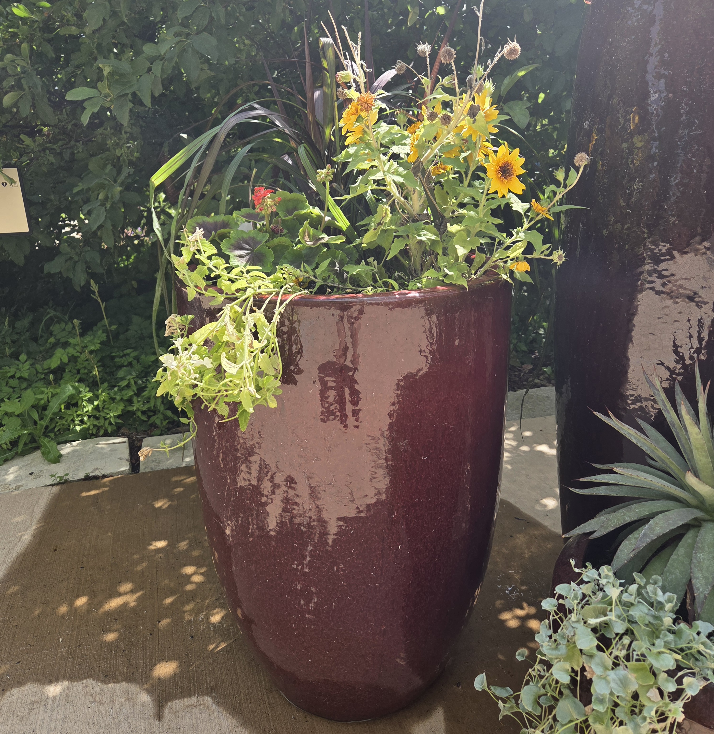 A tall red container with Sunflowers, Verbena, Geraniums, and Fountain Grass
