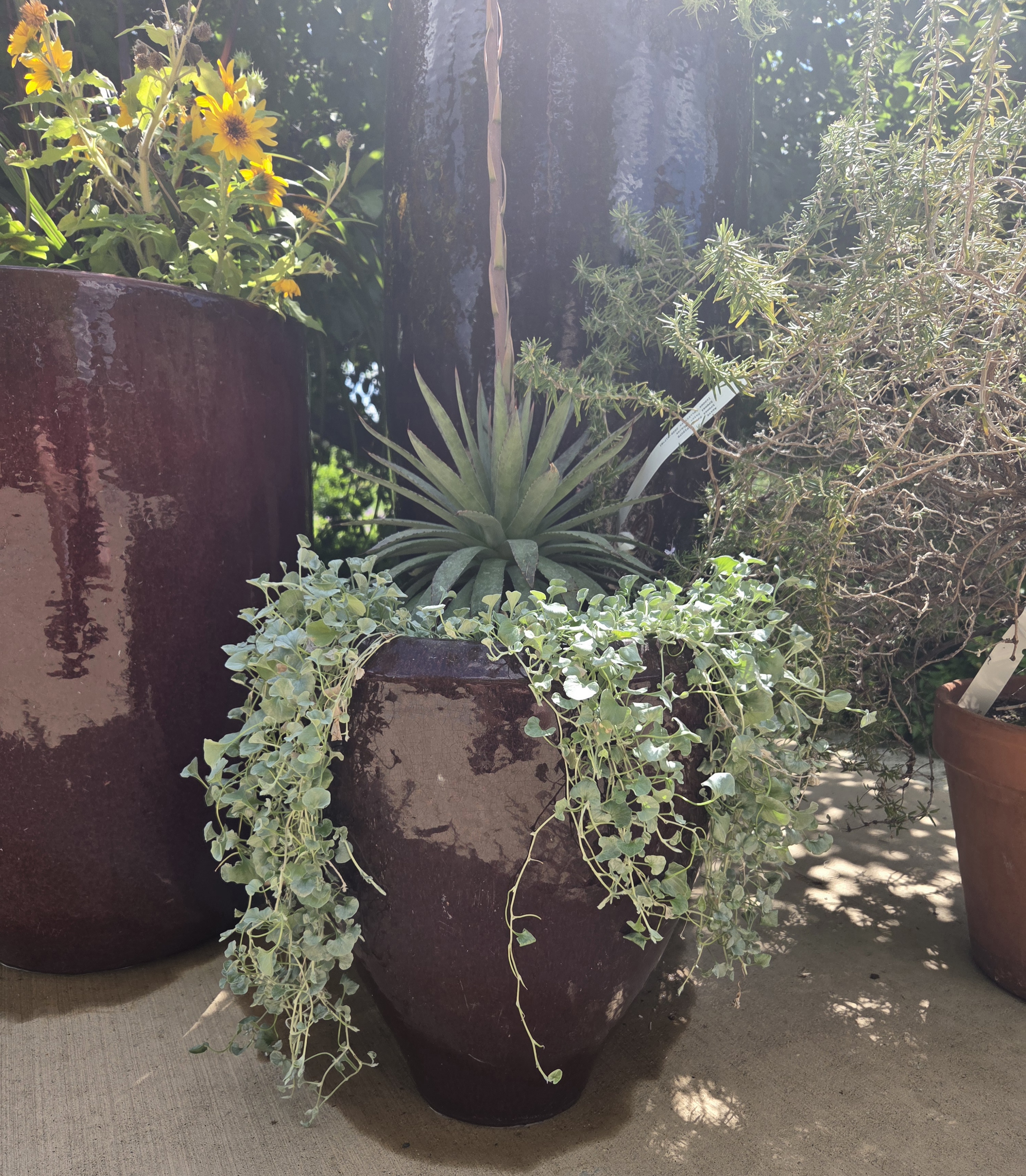 A small red container with Agave and Dichondra