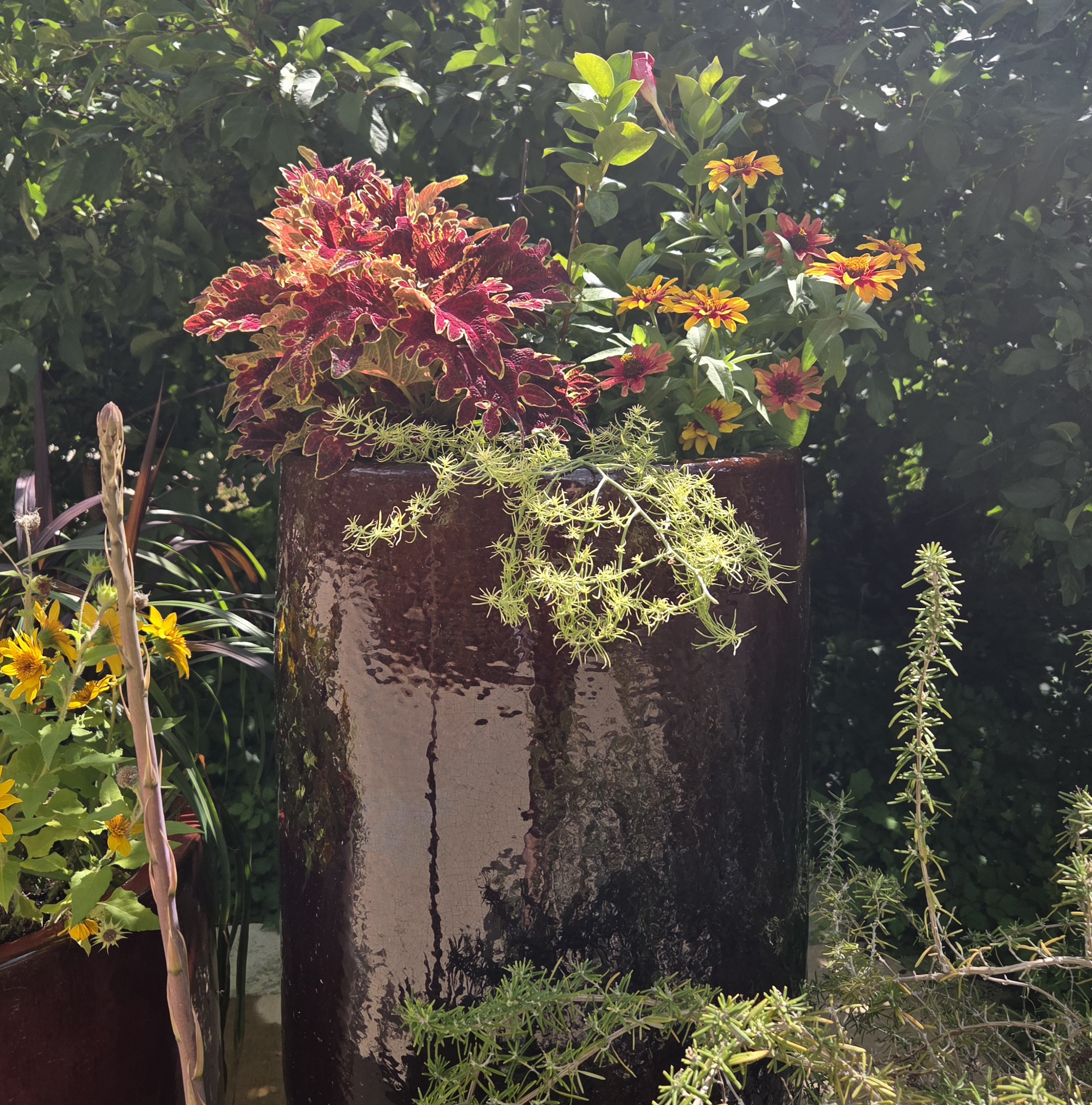 A tall red container with Coleus, Zinnia, Mandevilla, and Lotus Vine