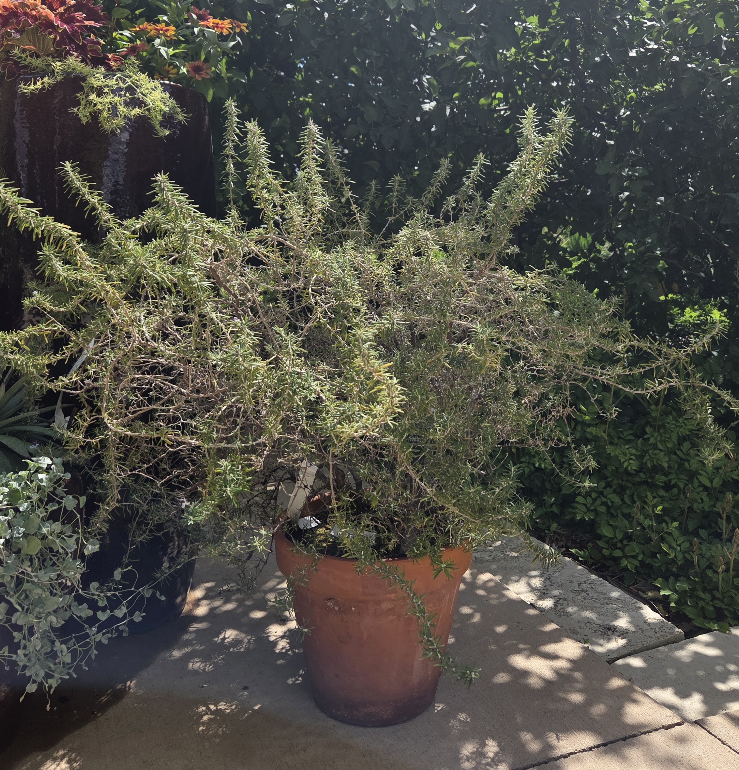 A terracotta pot with a large Rosemary