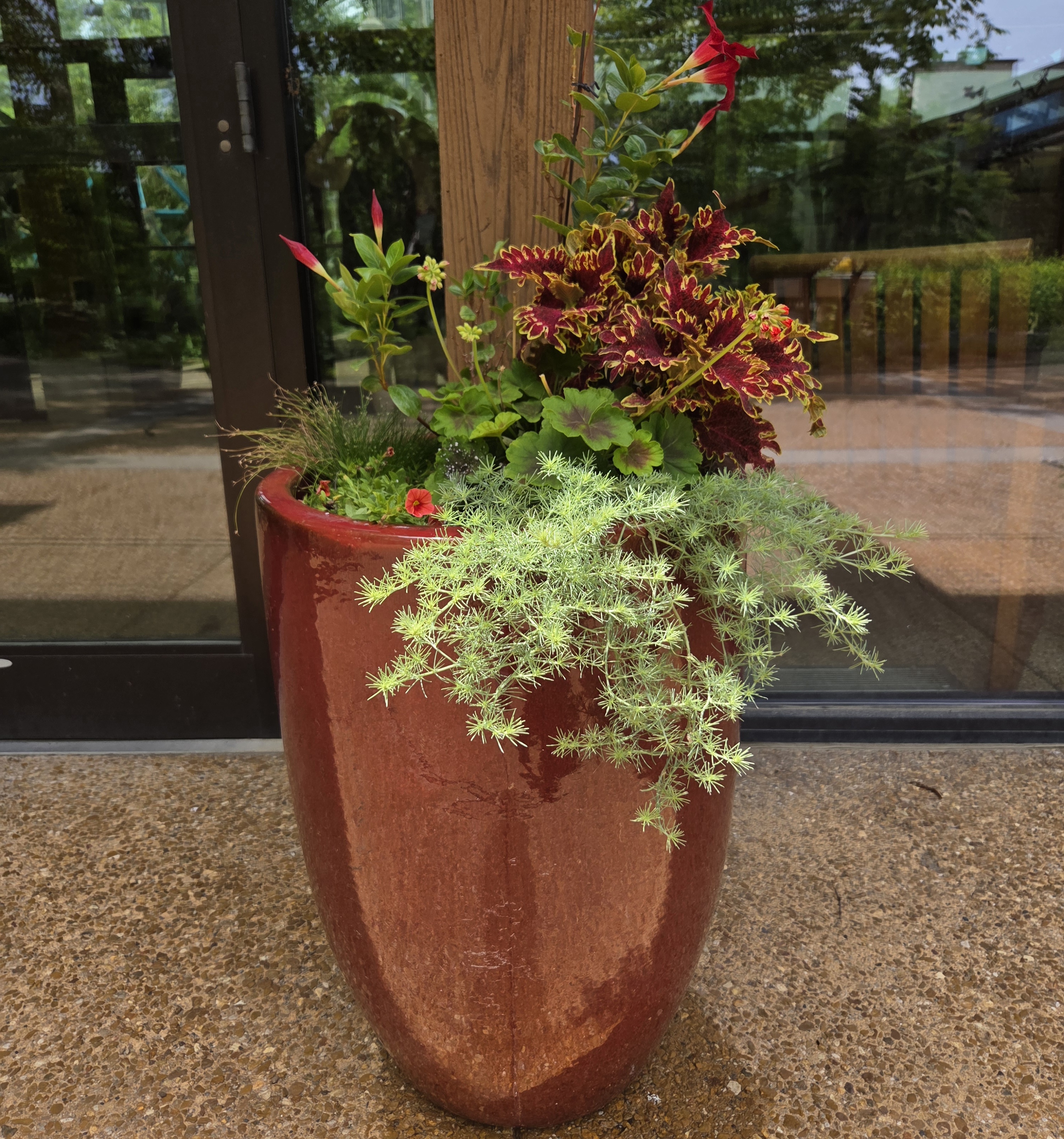 A red glazed container with Coleus, Lotus Vine, Geranium, Calibrachoa, and Fiber Optic Grass