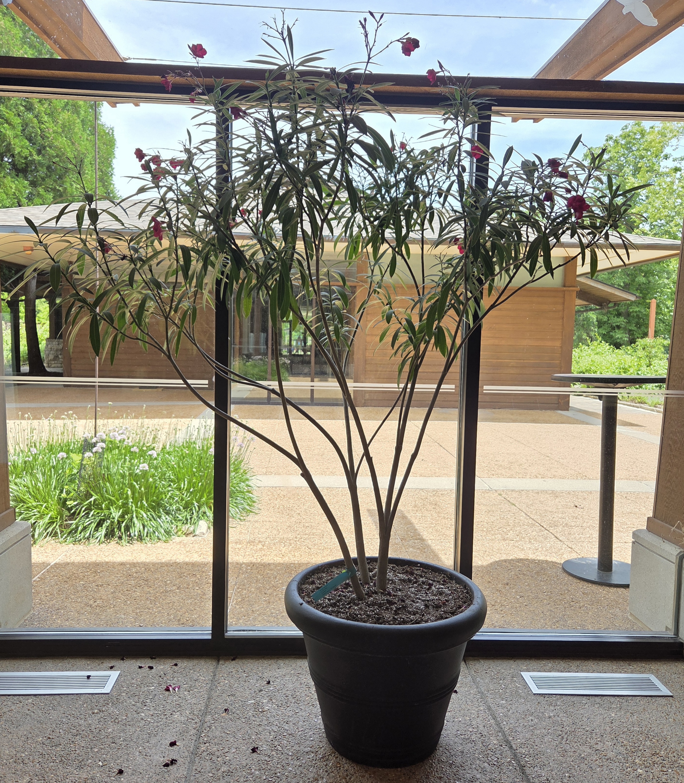 A large black container with an Oleander tree