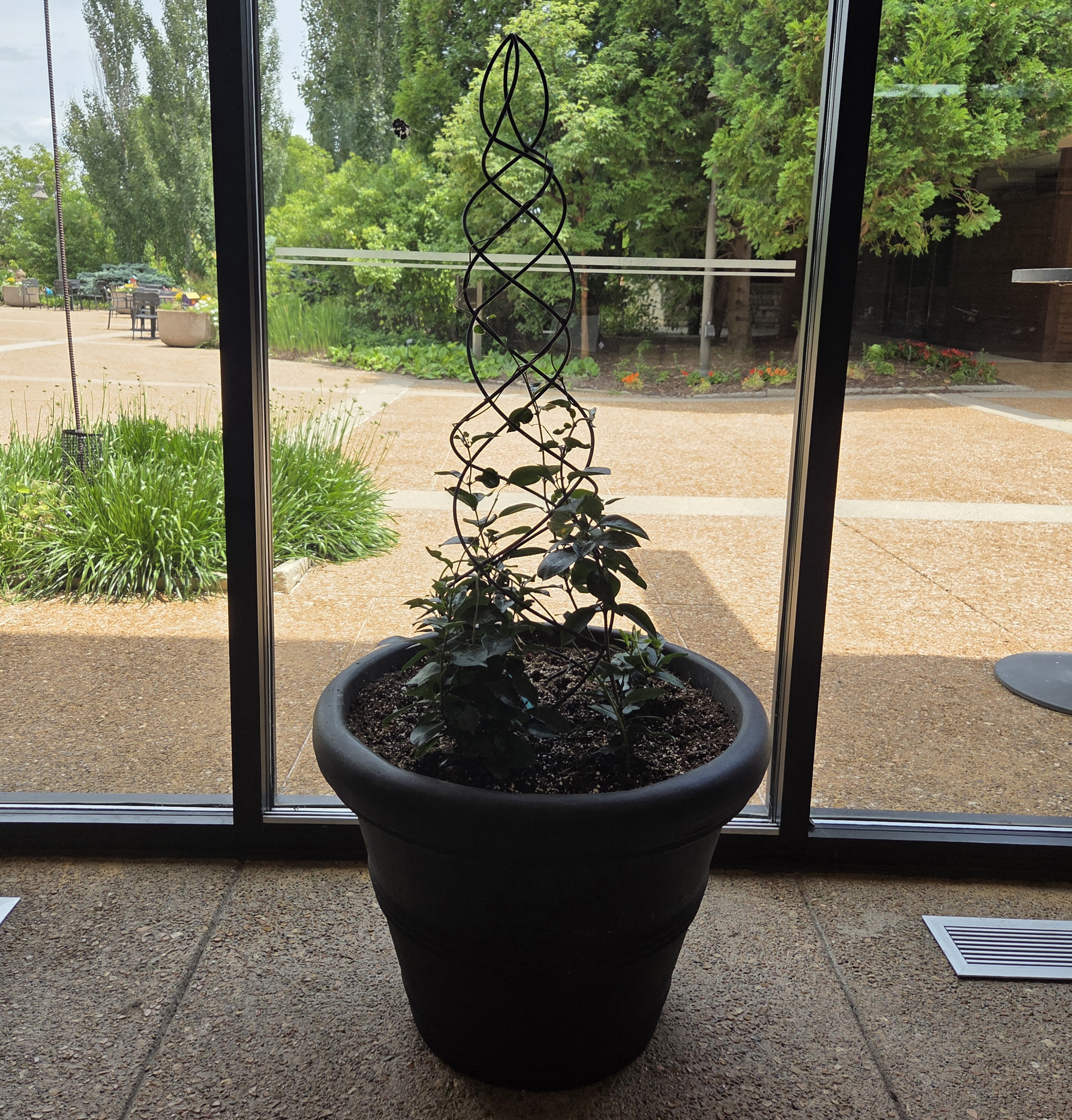 A large black container with Mandevilla on a spiralling trellis