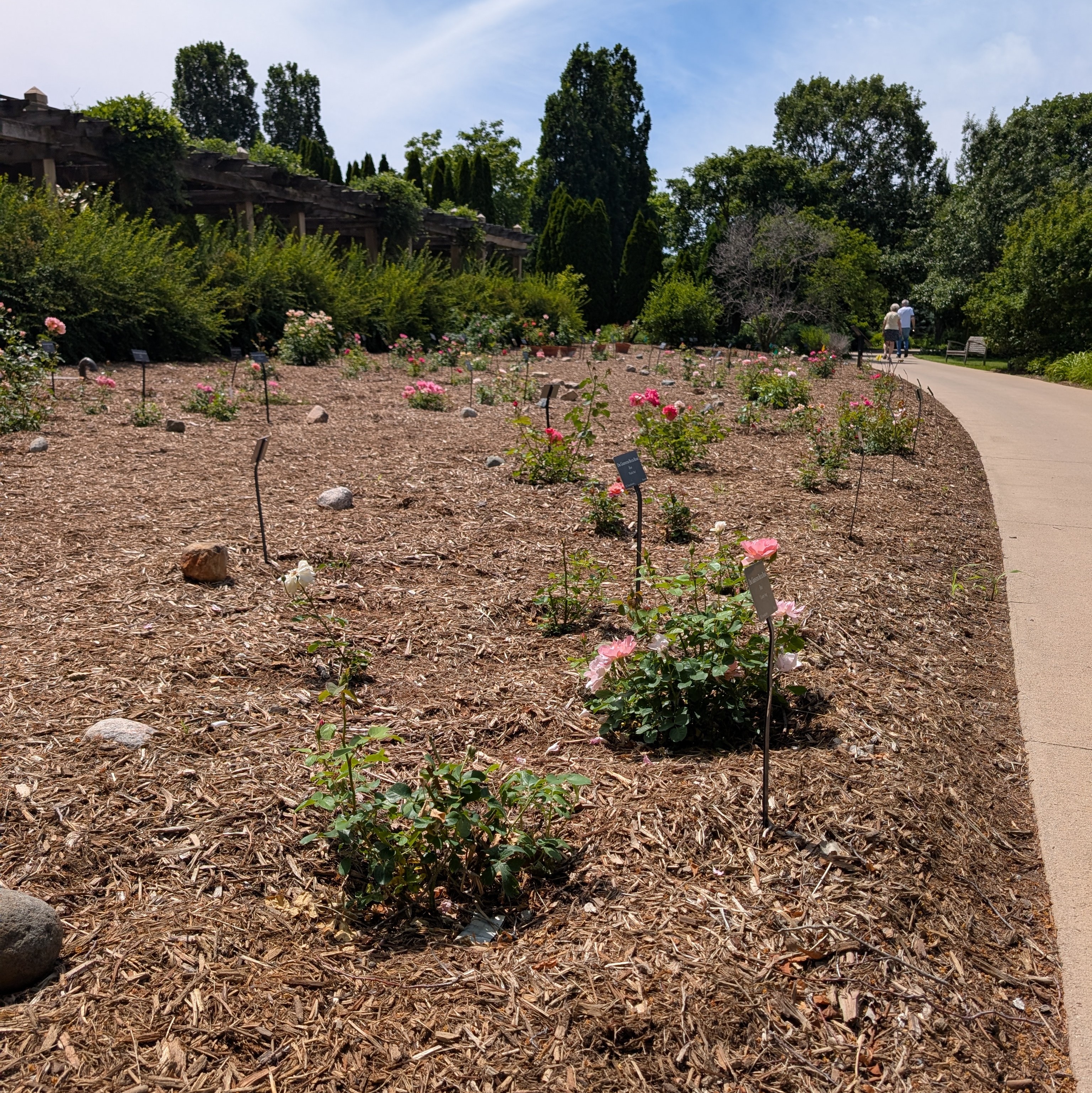 Heritage Garden with Buck roses