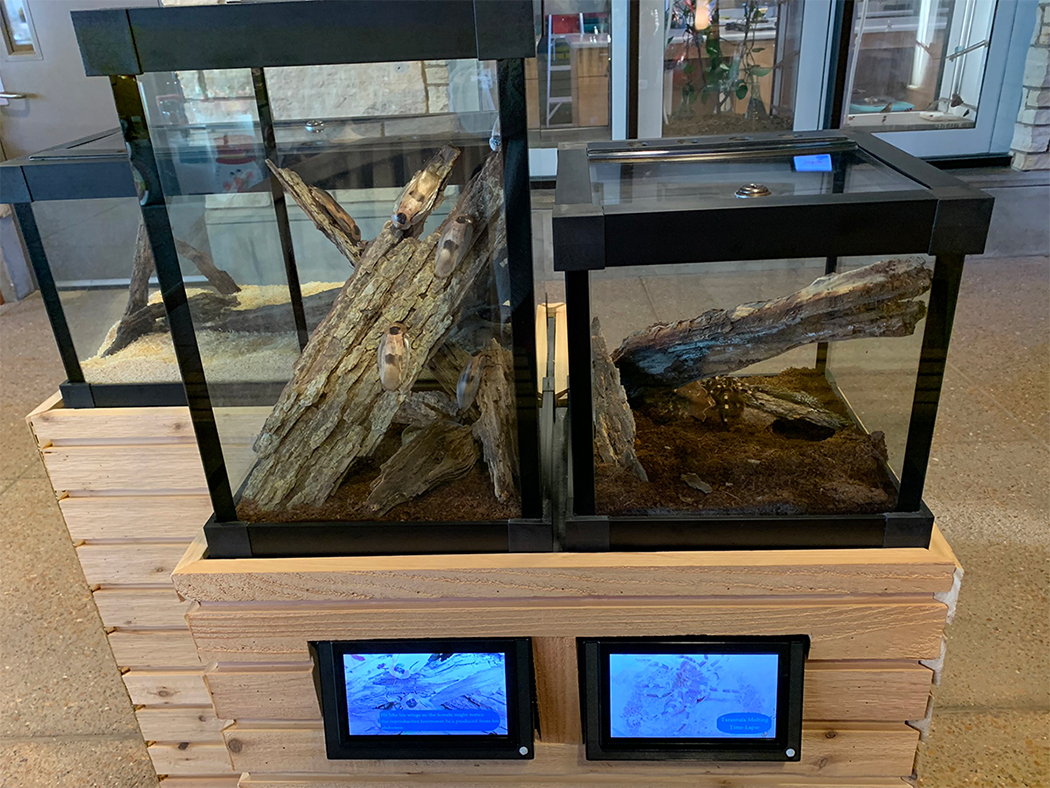 Four insect display cases with digital information screens below the terrariums.