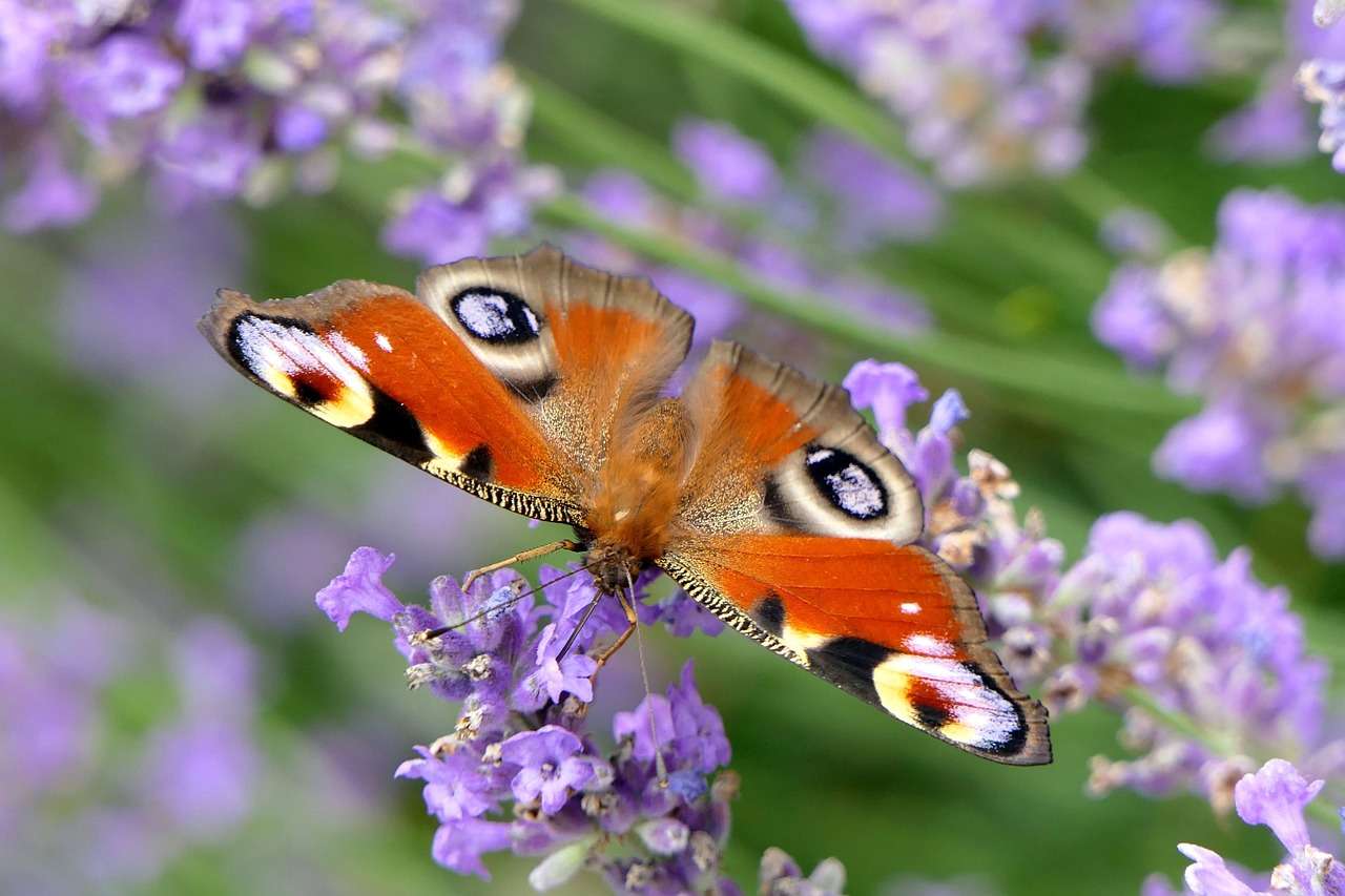 a peacock butterfly sitting on a plant