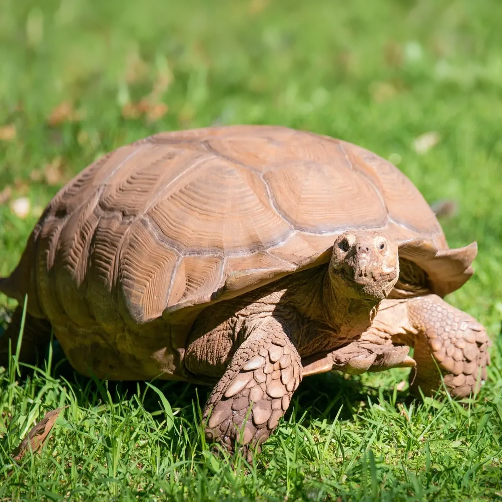 Tortoise crawling on grass