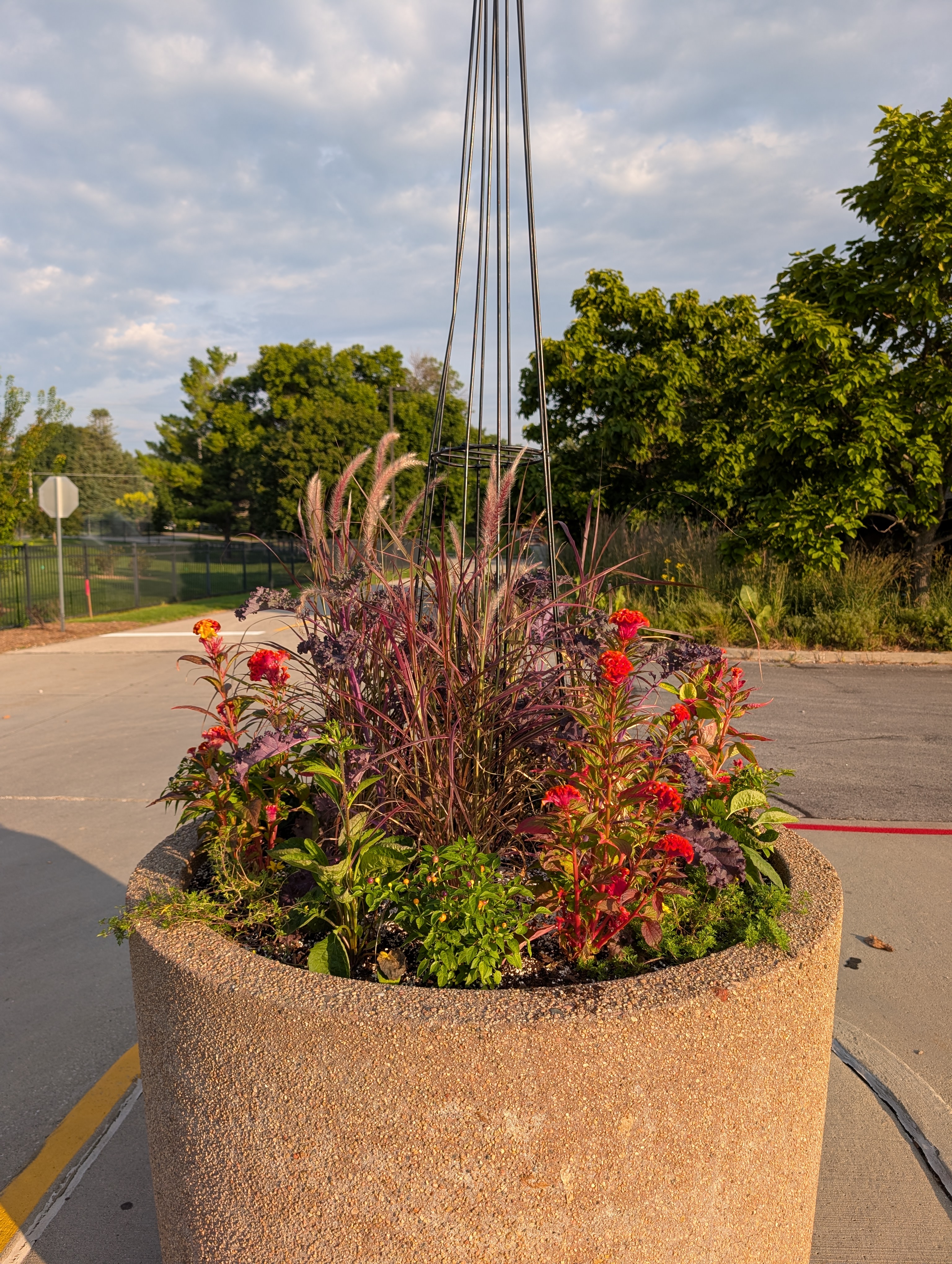 container with plants showing fall color